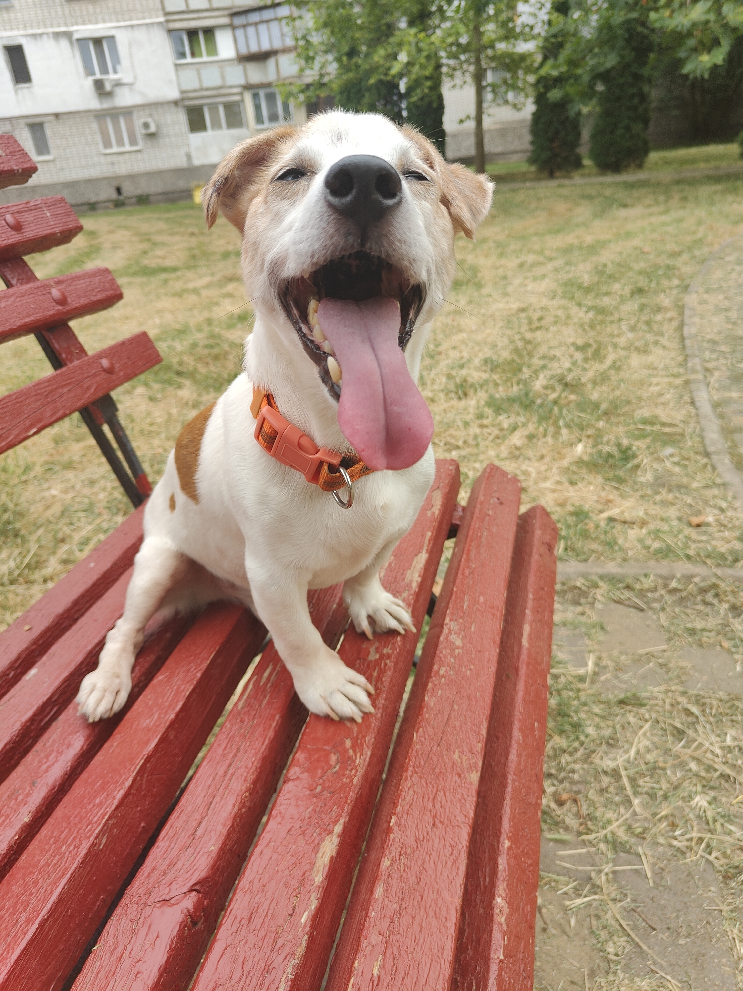 A Jack Russell Terrier mix dog is sitting on a weathered red wooden park bench outdoors in the city of Chornomorsk, Ukraine. The dog is panting with its mouth open and tongue hanging out. It has white fur with brown markings on its ears and back, and it's wearing an orange collar. In the background, a light-colored apartment building is visible, along with trees and dry grass. The scene appears to be a casual outdoor setting, possibly a park or residential courtyard.