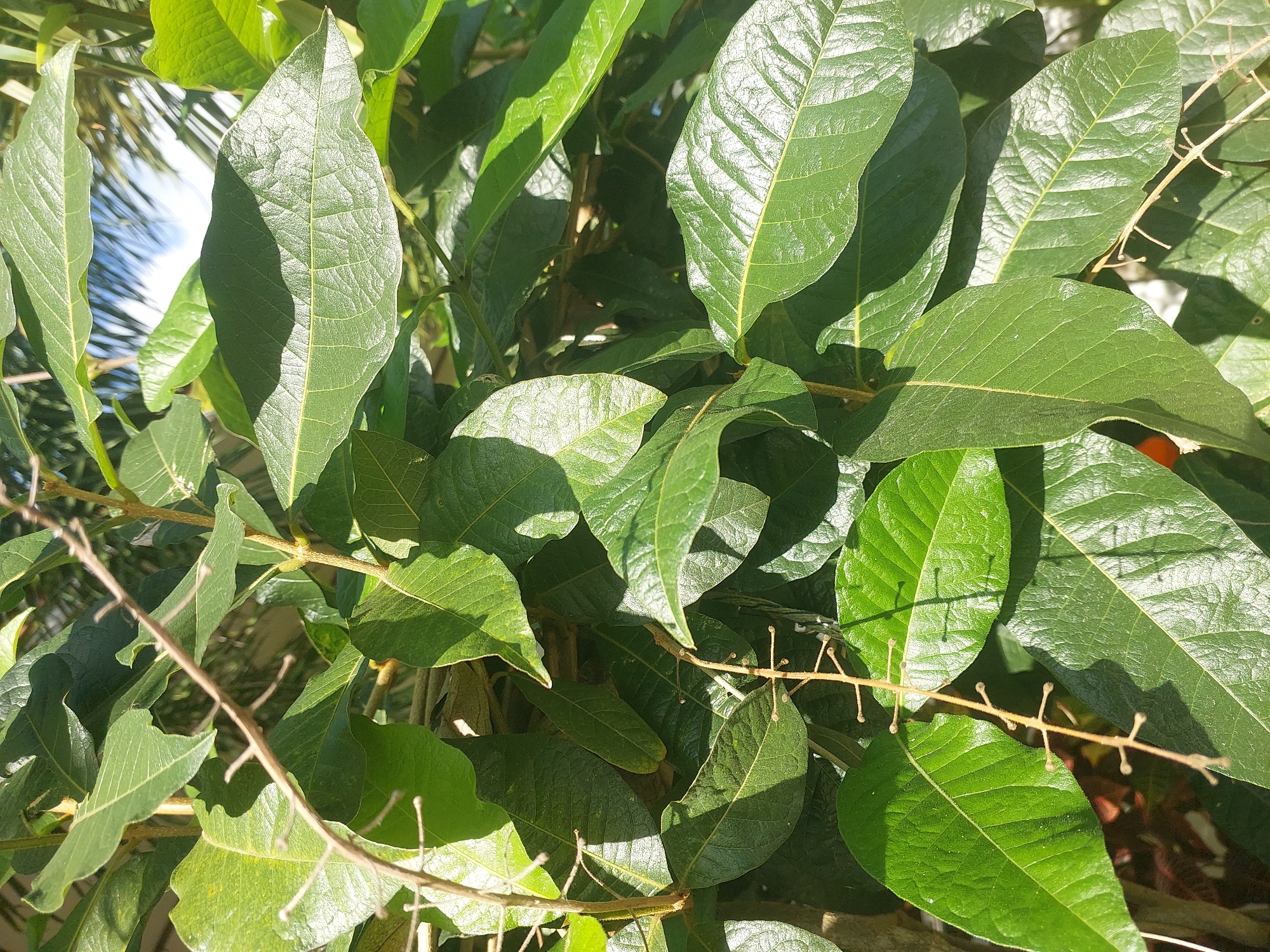 This is a close-up, eye-level shot of lush green foliage in Baan Mae Nam, Thailand. The leaves are large, oval-shaped, and have a slightly textured surface, with prominent veins visible. Sunlight filters through the canopy, creating dappled shadows and highlighting the glossy sheen of some leaves. The vibrant green hues dominate the frame, interspersed with the thin, brown branches of the plant.
The scene appears to be outdoors, likely during the daytime, given the bright sunlight. The foliage suggests a tropical or subtropical environment, consistent with the provided location. There are no people or animals visible in the image. The overall impression is one of natural beauty and abundance, with a focus on the intricate details of the plant's leaves and structure. The focus is entirely on the plant life, with only hints of the background, such as a blurred blue sky with palm fronds in the upper left corner. The weather appears to be clear and sunny, contributing to the vibrant colors of the leaves. There is no visible text in the image.