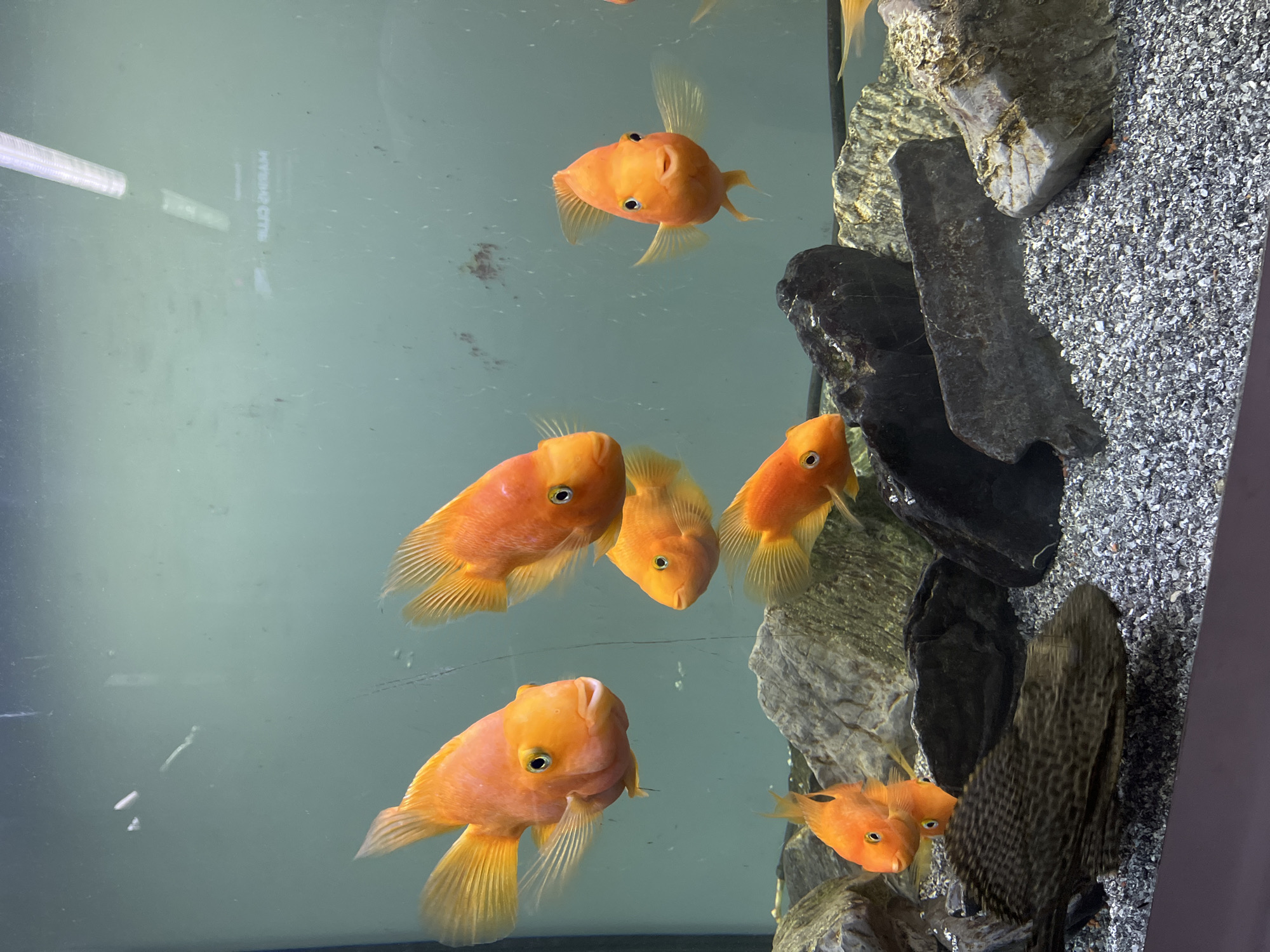 This media file captures an underwater scene within an aquarium. The primary subjects are several bright orange, ovular-shaped fish, likely Blood Parrot Cichlids, swimming in clear, slightly green-tinted water. They are scattered throughout the frame, with some in focus and others slightly blurred, indicating movement. In the background, large rocks of varying colors – from dark gray to lighter gray and brown – are arranged, creating a naturalistic habitat. A section of the aquarium floor is covered in fine, gray gravel.
One fish in the upper center of the image is facing the camera, its eyes clearly visible. Another prominent fish is in the lower left quadrant, also facing forward, its fins fanned out. To the right of the fish, partially obscured by the rocks, is a dark, elongated fish with a patterned body, likely a plecostomus or similar bottom-feeding species.
The lighting suggests an indoor environment, possibly a home aquarium or a public display. There are some reflections on the glass of the aquarium, and a faint text inscription is visible on the glass in the upper left, appearing to read "HYBRID CITY" with some additional unreadable characters. The overall atmosphere is serene, showcasing the natural beauty of the aquatic life and their environment. There are no people visible, and no indication of the time of day or weather conditions. The location context of Nizhny Novgorod, Russia, is external information and not discernible from the visual content of the image itself.