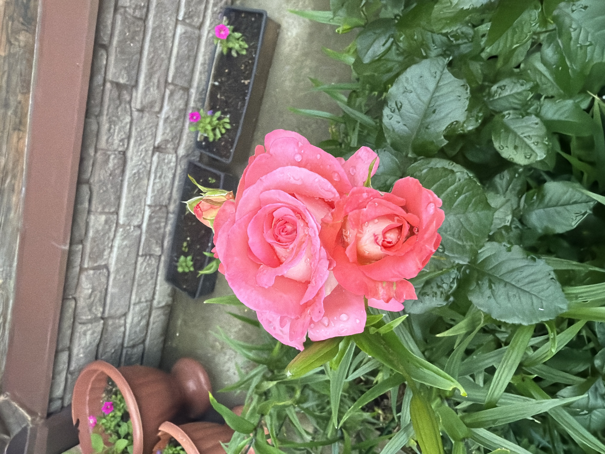 This media file captures a close-up view of a vibrant pink rose bloom, glistening with water droplets, suggesting recent rain or watering. The rose is the primary subject, with two distinct flower heads visible, one more fully open than the other, and a bud starting to unfurl. Surrounding the rose are lush green leaves, also speckled with water. In the background, a textured gray brick wall is partially visible, along with several small dark planters containing small plants with pink flowers. To the lower left, parts of brown terracotta pots with green plants and small pink flowers are also present. The scene appears to be outdoors, likely in a garden or patio setting. The lighting suggests it could be daytime, possibly overcast given the softness of the light and the water droplets. The overall mood conveyed is one of natural beauty and freshness. No text is visible in the image.