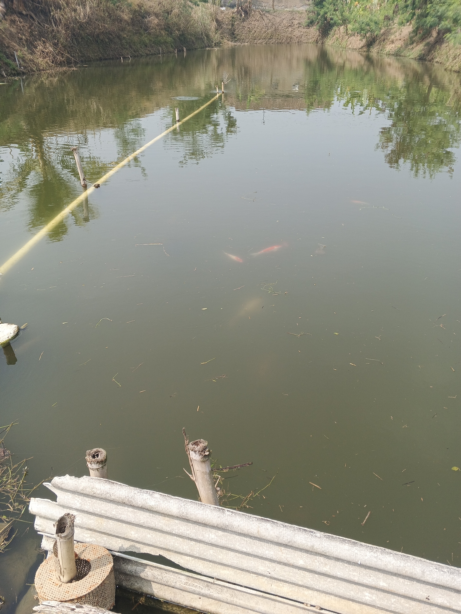 The image depicts a tranquil outdoor scene of a pond in Sukabumi, Indonesia. The pond's murky water reflects the surrounding vegetation and the clear sky. Several orange and white koi fish swim just below the surface. A yellow pipe, supported by wooden stakes, runs diagonally across the pond. In the foreground, a makeshift barrier constructed from corrugated metal and bamboo posts juts out over the water. The banks of the pond are lined with dry brush and tall grasses. The overall impression is one of a peaceful, natural setting with evidence of human presence.