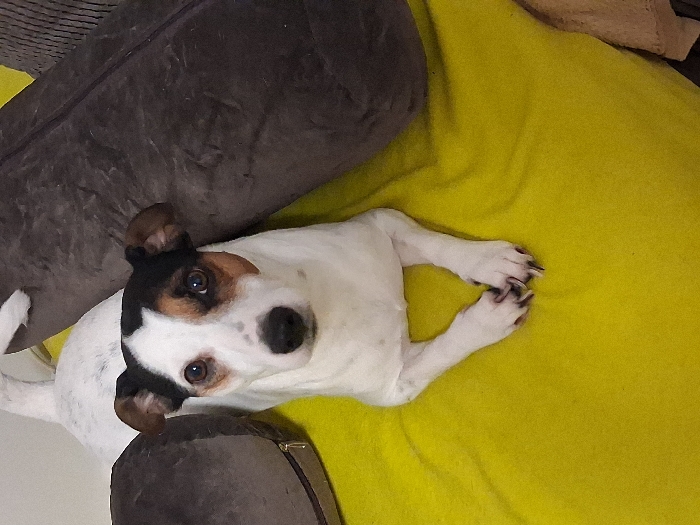 A small, tri-colored dog, likely a Jack Russell Terrier or similar breed, is depicted lying down on a lime-green blanket. The dog possesses a white body with a head featuring black and tan markings over a white base. A prominent black patch covers the top of its head, extending over both ears and partially around its left eye (viewer's right). A smaller tan patch is visible beneath the black on the right side of its face (viewer's left). Its muzzle and a stripe between its dark brown eyes are white. The dog's ears are dark, folded downwards, and its nose is black. Its front paws are crossed, and it gazes directly at the viewer. To the dog's left and right are large, dark grey, soft objects, possibly pillows or cushions. The scene is located in Varna, Bulgaria.