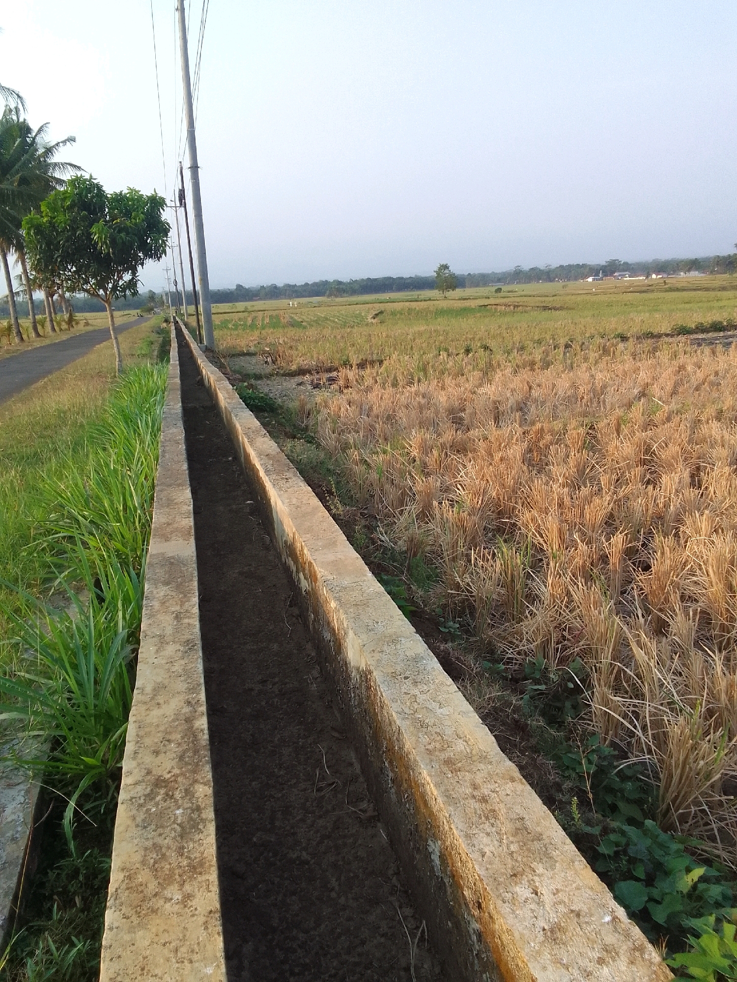 The image depicts a rural scene in Dermasari, Indonesia, featuring a concrete irrigation ditch running alongside a paved road. The ditch is filled with dark soil. To the left of the ditch, lush green grass and several coconut trees are visible, with a single mango tree also present. Beyond the road, a vast field of dry, harvested rice stalks stretches into the distance. In the background, a hazy sky and a treeline with distant buildings suggest the presence of a small village or settlement. Several utility poles with wires are also visible along the roadside. The lighting suggests it is either early morning or late afternoon.