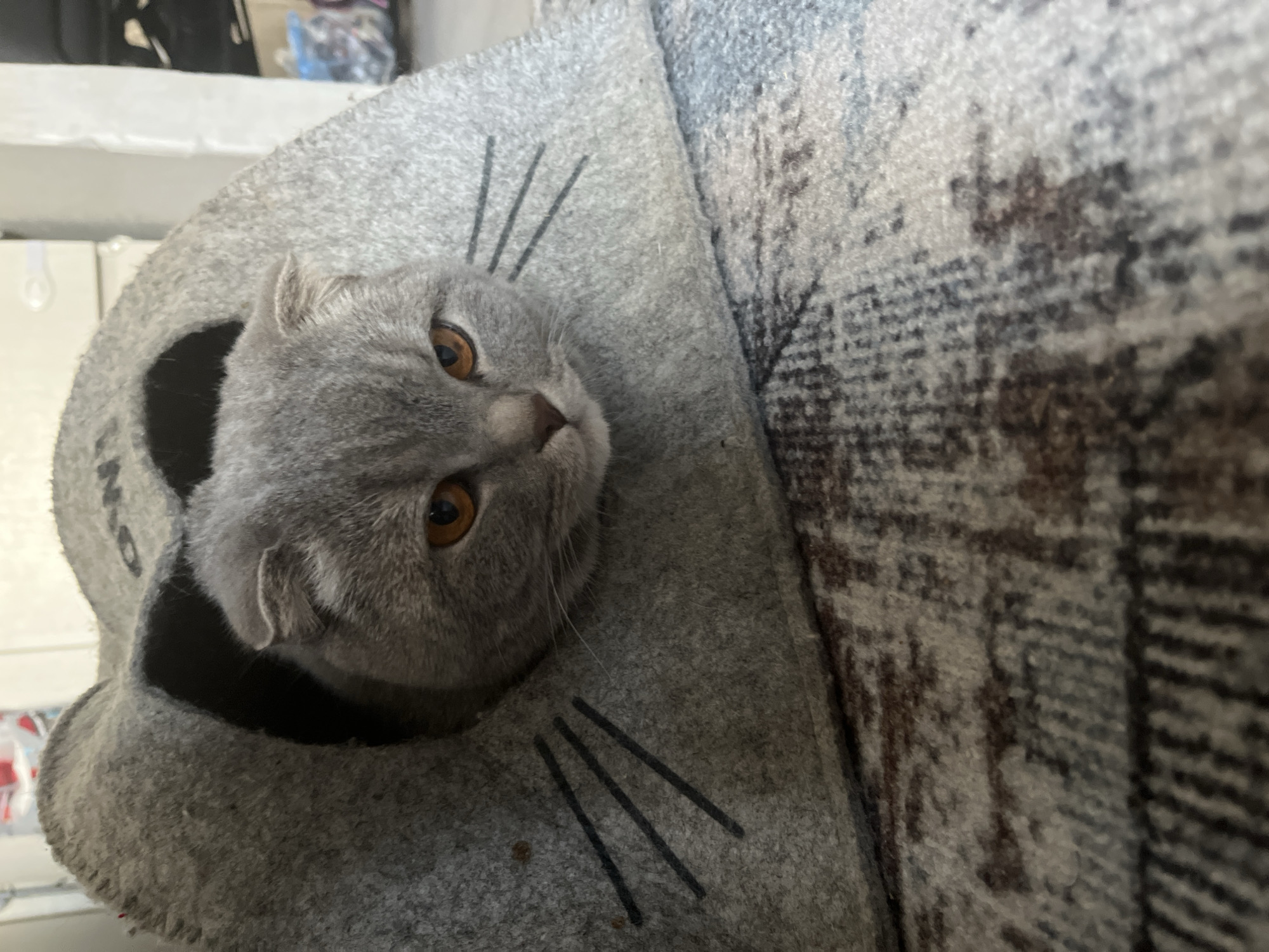 A gray Scottish Fold cat is sitting inside a gray, felted cat bed. The cat bed has a hole on one side through which the cat's head is protruding. The cat is looking towards the upper right corner of the frame, and its large amber eyes are clearly visible. The bed has painted black stripes on it, resembling whiskers. The location of the photo is in the city of Chaikovsky, Russia. In the background, out of focus, is a shelf with various items. The overall lighting of the scene is soft and natural.