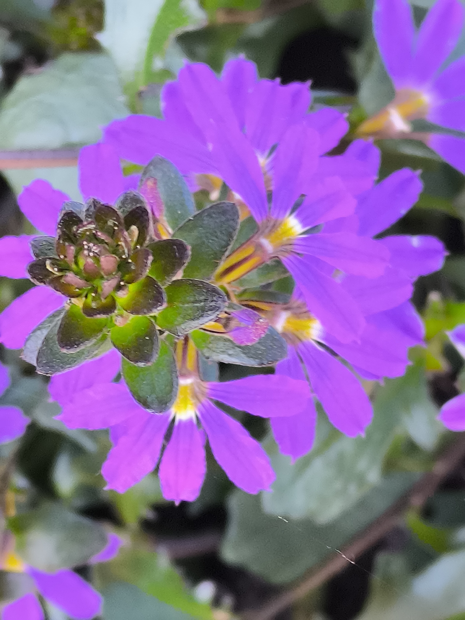 A close-up, high-angle shot captures multiple vibrant magenta-purple flowers with a central, developing floral structure, set in an outdoor environment in the city of Dercekliai, Lithuania. The foreground features a tightly clustered, dark green and purplish-brown botanical element, appearing as a young bud or a cluster of developing leaves, with small, reflective white speckles visible on its surface. This central element is surrounded by and partially obscures several five-petaled flowers, each displaying bright yellow stamens and pistils at their white-ringed centers. The petals are a uniform, intense purple hue.
The background consists of blurred green foliage, varying in shade from light to dark, indicating other plants and leaves out of focus. Lighting is bright and even, suggesting natural daylight. The image exhibits a shallow depth of field, with the central floral components in sharp focus while the elements further from and closer to the lens are progressively blurred. In the lower right quadrant, a thin, white, horizontally strung strand, consistent with a spiderweb, is visible against a darker, blurred background. No people or animal interactions are present.