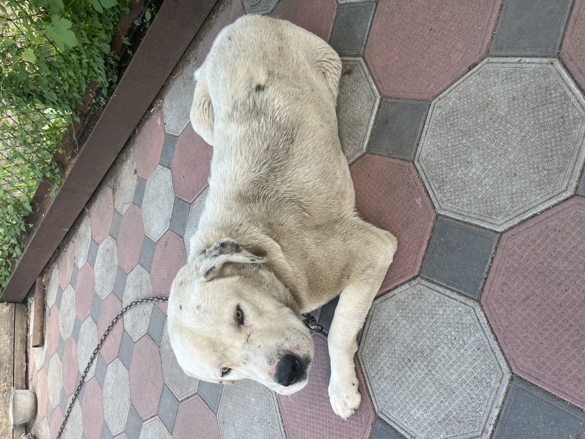 A light-colored dog lies on a tiled patio in what appears to be a backyard. The dog is facing the camera with its head slightly turned to the left. Its eyes are open and looking forward. The dog's fur is light cream or white with some darker patches, particularly on its ears and a small spot on its back. It is wearing a metal chain collar.
The patio is made of interlocking hexagonal and square tiles in shades of pink, gray, and white. To the left of the patio, there is a rusty metal border, a wire fence, and lush green foliage. The overall lighting suggests it is daytime. The scene conveys a sense of stillness, with the dog resting comfortably on the ground. There is no visible text in the image. The location context provided is Bohunove, Ukraine.