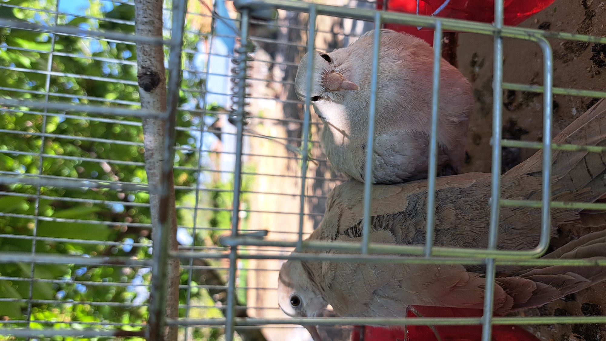 The image shows two birds in a wire cage, possibly located outdoors in Unknown, Unknown, judging by the glimpse of trees and sky visible through the cage. The cage is made of a grey metal wire. One bird sits on top of the other. A red water container is visible. The background outside the cage includes foliage and possibly a tree branch. The lighting is bright, suggesting a daytime scene.