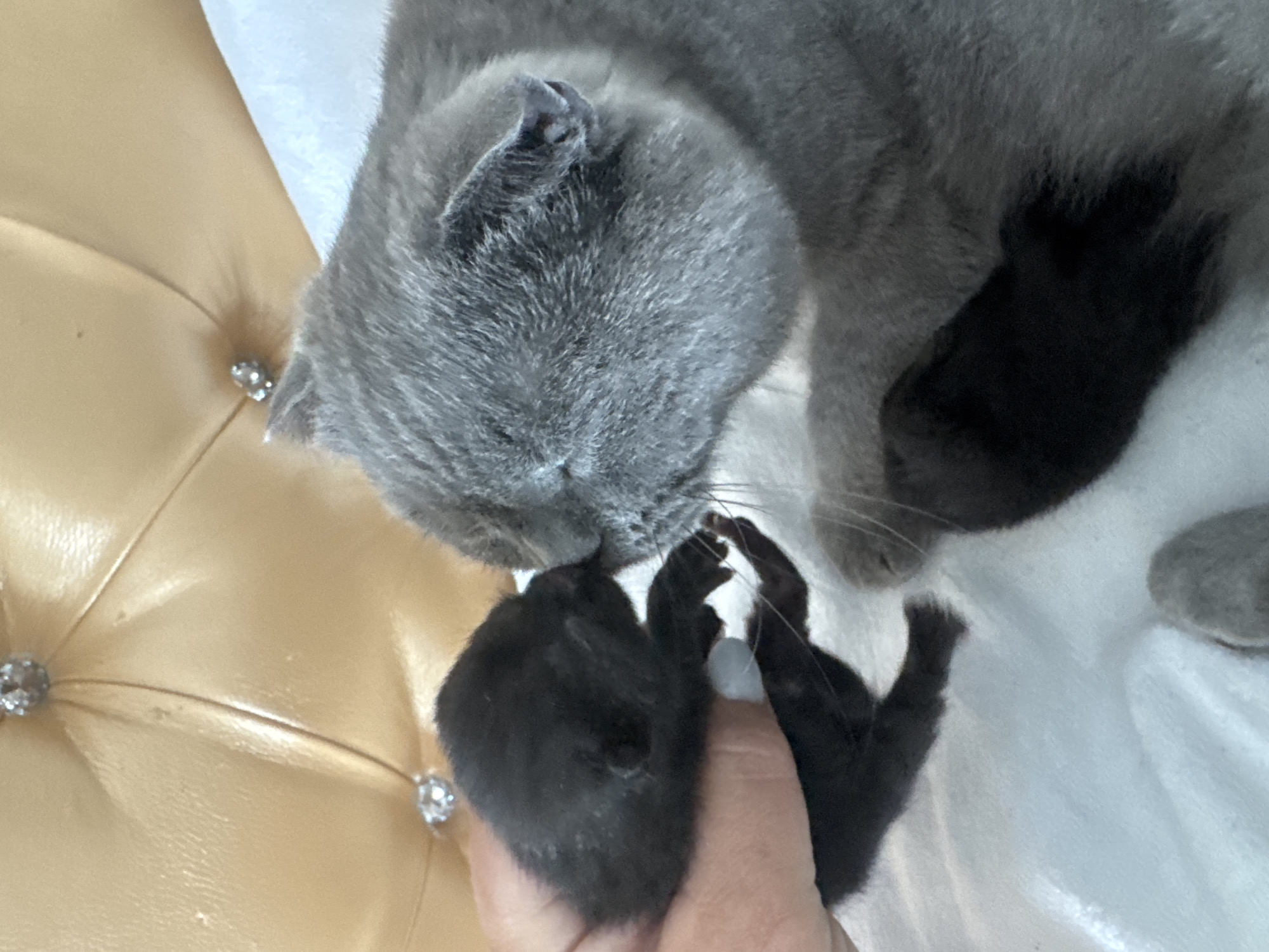 A close-up shot shows a person's hand holding a tiny, black kitten, its eyes closed and appearing to be very young. The kitten is being nuzzled by a larger, adult gray cat, whose face is pressed against the kitten's head. The background is a soft, textured surface, possibly upholstery, with decorative elements that appear to be rhinestones. The scene suggests a moment of maternal care and affection between the two cats. This image does not provide any specific information about a location in Khomutovo, Russia.