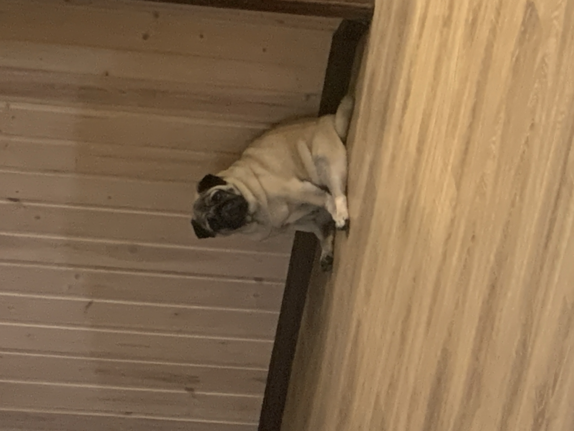 A fawn-colored pug is sitting against a wood-paneled wall on a light wood floor. The dog is facing forward with its body angled slightly to the left. Its front paws are resting on the floor in front of it, and its hind legs are bent. The dog's head is tilted slightly, and its expression appears calm. The wall behind the dog is made of vertical wooden planks, and the floor is made of horizontal wooden planks. The lighting in the room is dim, casting shadows on the floor. The scene is indoors, and the environment appears to be a home or a similar indoor setting. There is no indication of the location being specifically in the city of Sergeevo, Russia, or any other specific geographical location.