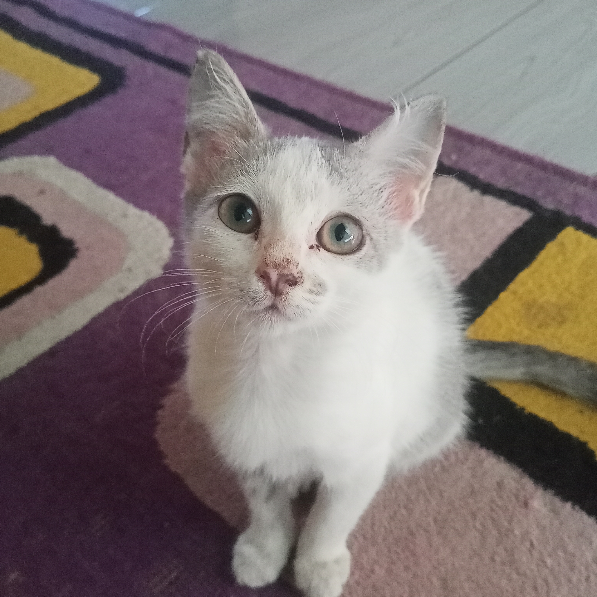 A high-angle, close-up, full-body shot shows a young, white and gray tabby kitten sitting on a purple and yellow patterned rug. The kitten is looking directly at the camera with large, green eyes and pink ears. Its nose is a light pink with some speckling, and its whiskers are white. The rug has geometric patterns in shades of purple, yellow, black, and pink. The background is blurred and appears to be a light-colored, possibly wooden, surface. The image is well-lit, with the kitten being the primary focus. The location in the city of Ketowan, Indonesia is not discernible from the image.