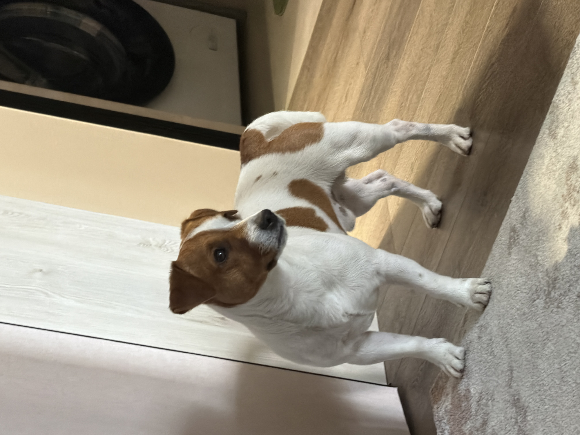 A Jack Russell Terrier stands on a wooden floor near a white door and a washing machine. The dog has white fur with brown markings on its head and back. The scene is indoors, with the lighting suggesting it is daytime. The environment appears to be a residential setting.