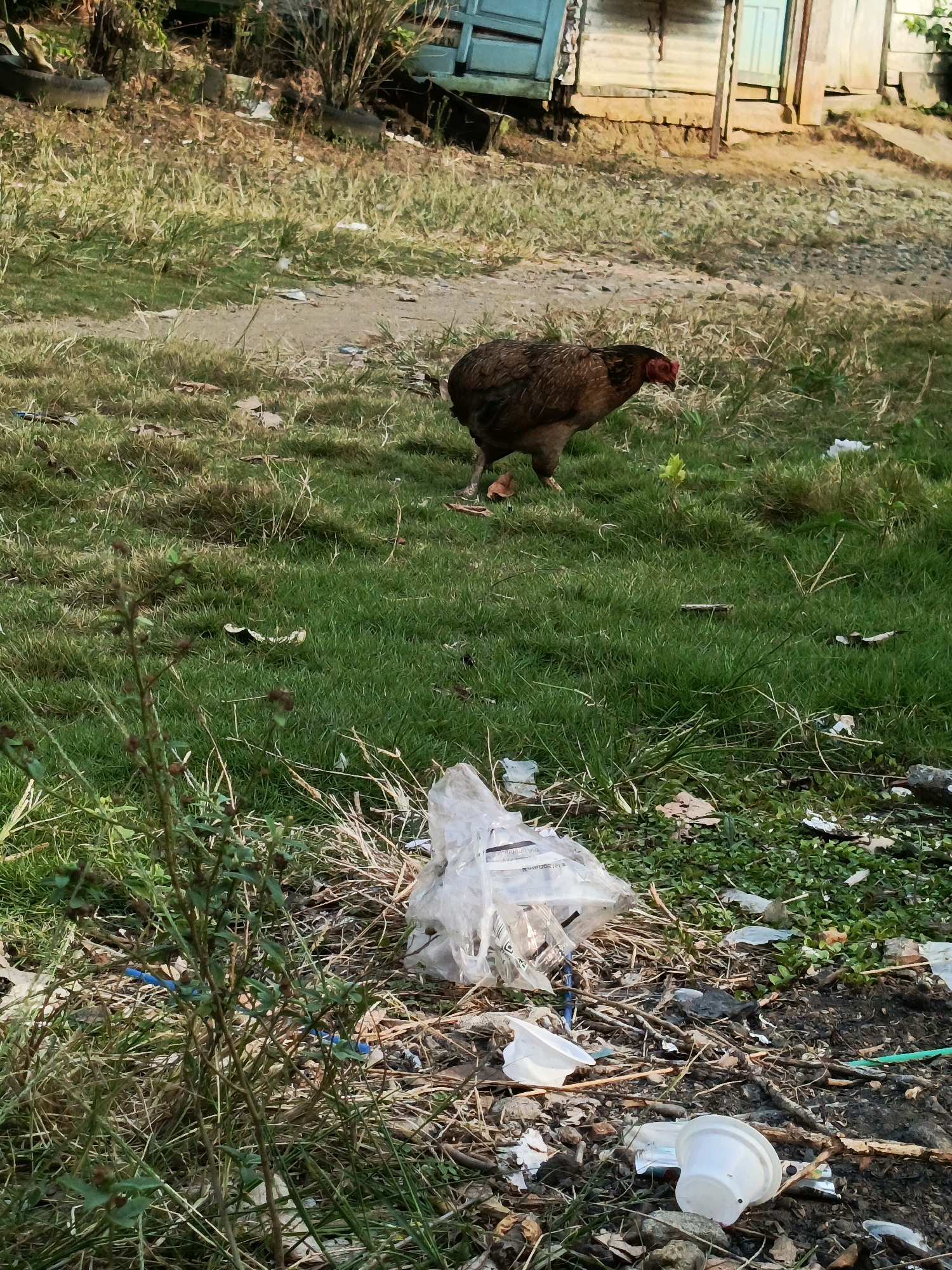 In Megang Sakti II, Indonesia, a brown chicken stands on a patch of grass near a rural dwelling. The ground is littered with trash, including plastic bags, cups, and debris. In the background, a simple wooden structure with a blue door and windows suggests a humble residence. The scene is illuminated by natural light, likely from the sun.