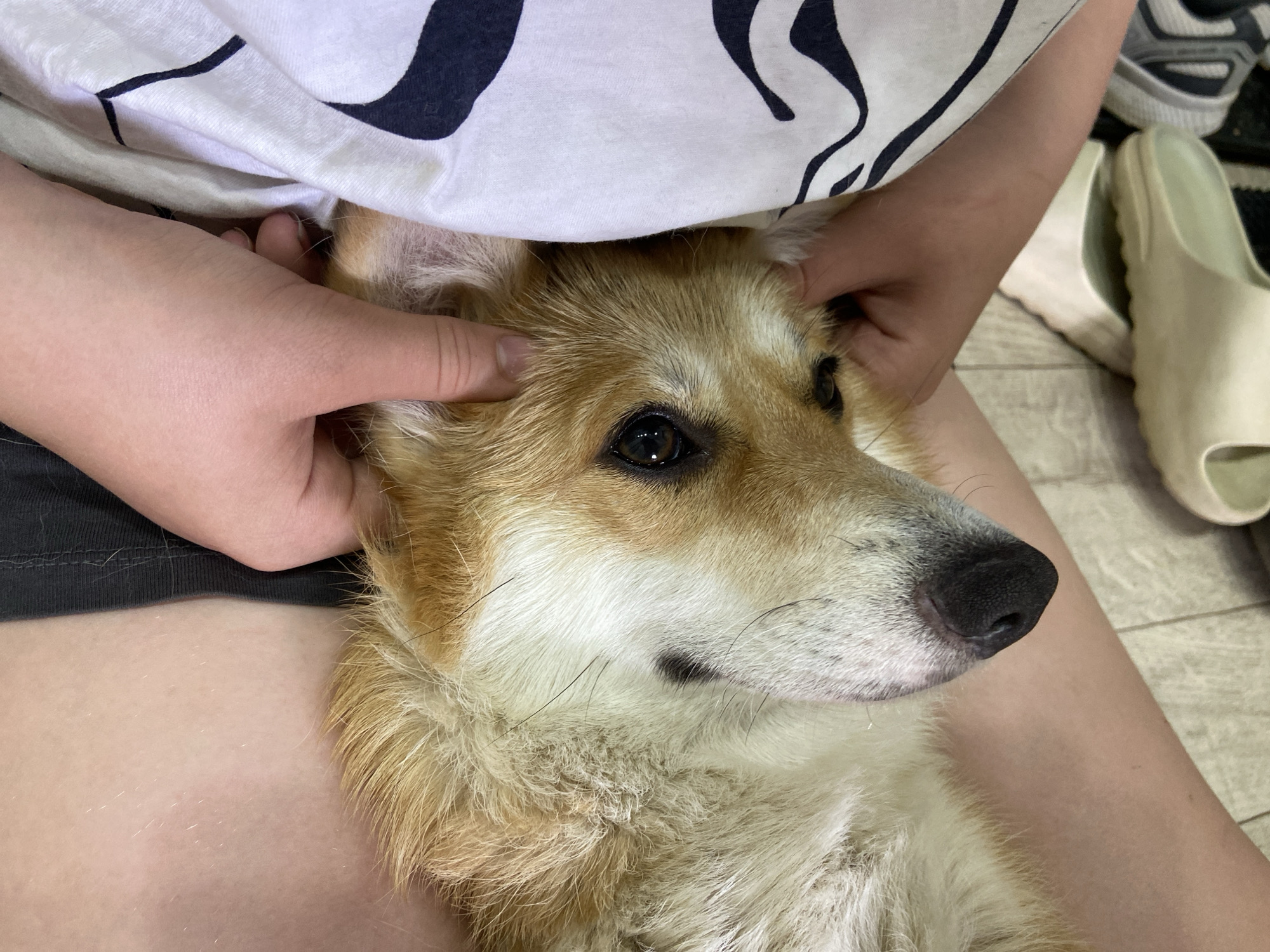 The media file is a close-up shot of a Corgi dog being petted by a person. The dog's head and upper body are visible, with its brown and white fur. Its eyes are dark and expressive, and its nose is black and wet. The person's hands are gently holding the dog's ears and resting on its head, suggesting a moment of affection. The dog appears relaxed and content.
The setting appears to be indoors, possibly a home, as indicated by the flooring which looks like wood. In the background, out of focus, there are some light-colored slippers and a shoe, suggesting a casual domestic environment. The lighting is soft, suggesting it might be daytime. There is no visible text in the image. The overall mood is peaceful and intimate, capturing a quiet moment between a pet and its owner. The image is cropped tightly on the dog and the person's hands, emphasizing the interaction.