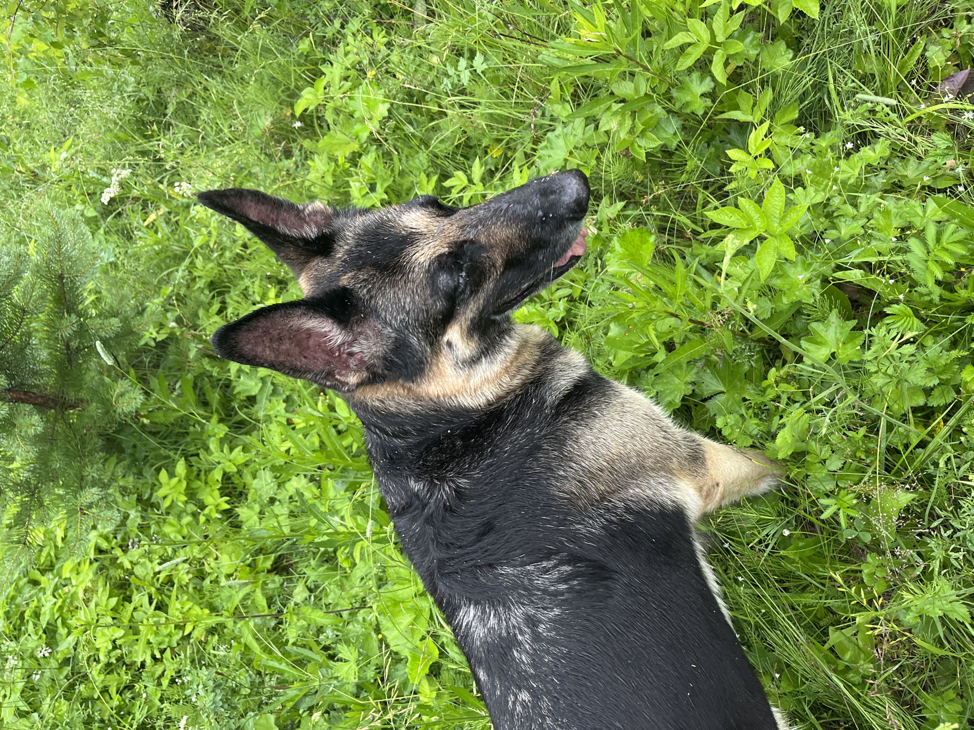 The image depicts a German Shepherd dog standing in lush green grass with some pine branches in the background. The dog is facing to the right, with its tongue slightly out and appears to be panting. Its fur is primarily black and tan, with some white markings on its legs. The grass is dense and appears wet, suggesting it may have recently rained. The scene is outdoors and appears to be a natural setting, possibly a park or wooded area. There is no indication of the specific location within the city of Nizhny Tagil, Russia, as there are no identifiable landmarks or features.