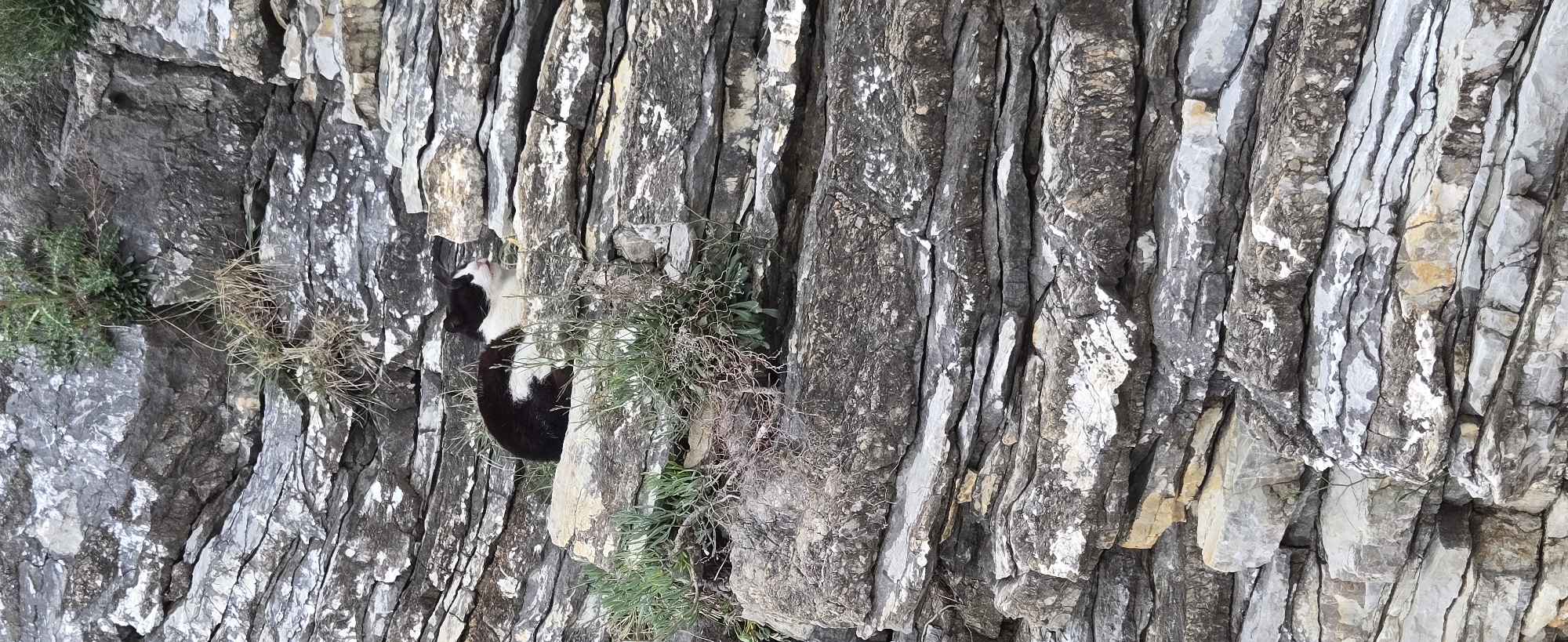 A black and white goat stands between layers of a cliffside rock face in Budva, Montenegro. The rock face is weathered, with many cracks and crevices, and small patches of vegetation growing out of it. The goat is partially obscured by the vegetation, but its head and upper body are visible. The background is a blur of grey and white rocks.
