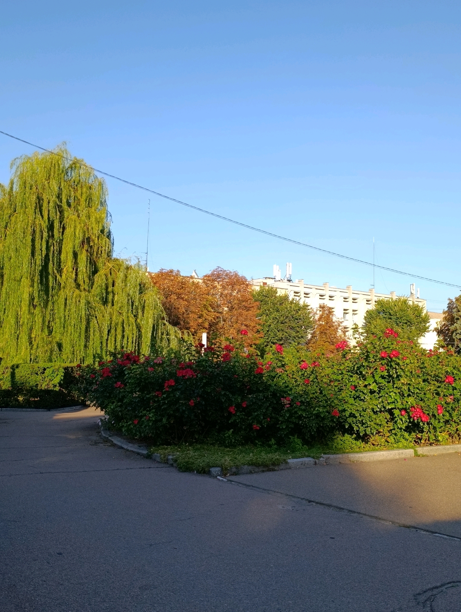 The image depicts a street scene in Cherkasy, Ukraine. On the left, a large weeping willow tree with vibrant green foliage dominates the foreground. In front of the tree, a dense bush with numerous red roses is in bloom. Behind the roses, a row of trees with autumn foliage, ranging in color from green to orange and brown, is visible. Further in the background, a light-colored, multi-story building with a flat roof and visible antenna equipment stands against a clear blue sky. Power lines are strung across the upper portion of the image. The foreground features an asphalt road with distinct lines, indicating a pedestrian walkway or intersection. The lighting suggests it is either early morning or late afternoon, with shadows cast across the road. There are no people or animals present in the image.