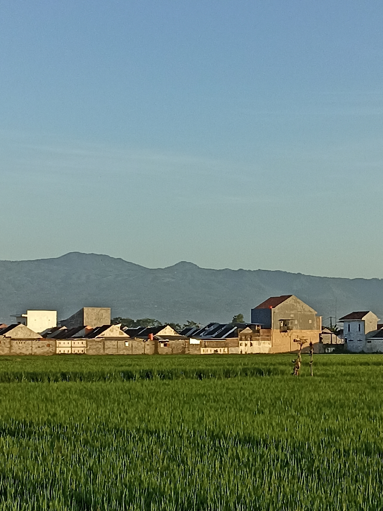 This is a vertical, medium-shot photograph of a rural landscape in Sumberejo, Indonesia. In the foreground, a dense field of vibrant green crops, possibly rice paddies, stretches across the frame. The crops are tall and have a textured, almost uniform appearance. In the middle ground, a row of houses with varying architectural styles and roof materials forms a village. Some houses are under construction, showing exposed brickwork, while others appear complete with tiled roofs. Beyond the houses, a hazy, undulating mountain range is visible against a clear, pale blue sky. The lighting suggests it is either early morning or late afternoon, with the sun casting soft shadows. A lone figure, appearing to be a person dressed in dark clothing, is standing in the field near the village.
