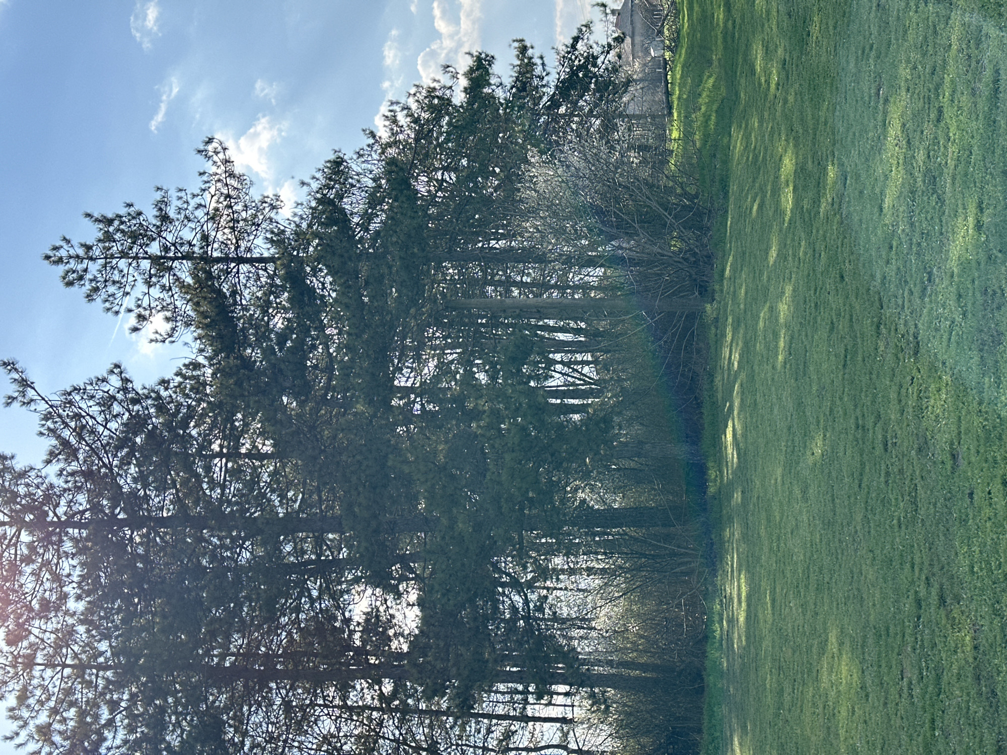 The image depicts a grassy field in Balkantsi, Bulgaria bordered by a dense line of trees. The sky is blue with scattered white clouds. Light patches illuminate the green grass. The treeline is predominantly evergreens with some bare branches, and a building is visible through the trees.