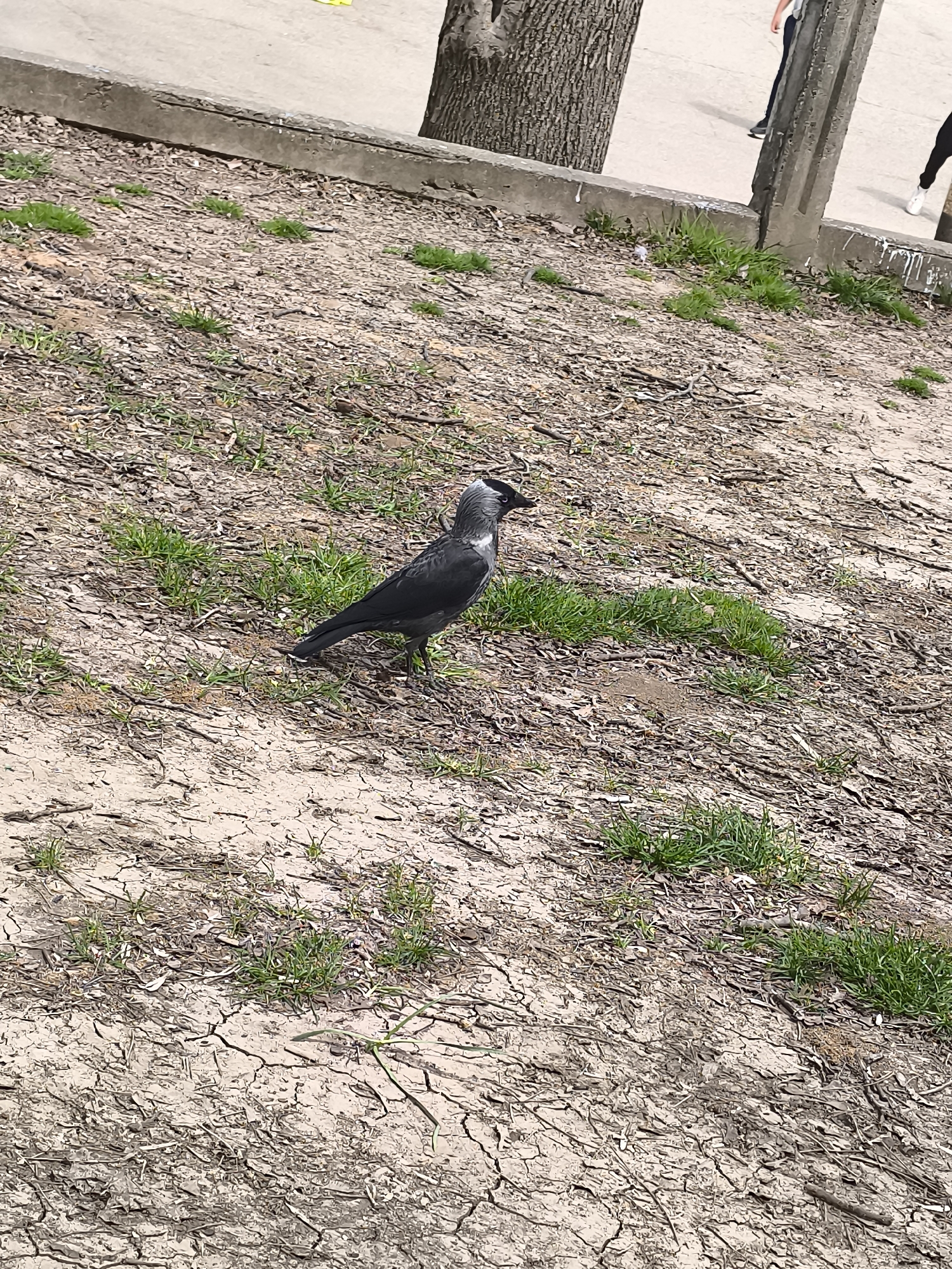 The image shows a Western Jackdaw bird standing on cracked soil with sparse patches of green grass. The bird is dark gray with a lighter gray head. The soil is dry and cracked, with small twigs and leaves scattered across the surface. In the background, there is a concrete curb and a tree trunk. Partially visible in the upper right corner are two figures, one wearing black pants and the other with a white shoe, suggesting people are present in the background. The location is likely a park or green space within the city of Pleven, Bulgaria.