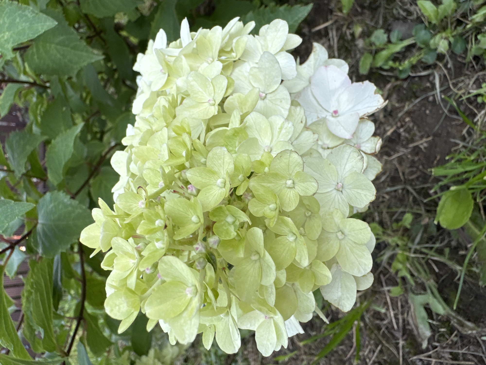 A close-up, eye-level shot focuses on a large cluster of light green hydrangea flowers in bloom. The blossoms are densely packed, with individual florets displaying delicate, petal-like structures. Some of the florets have a subtle pink blush at their tips, and a single white blossom with a pink center is visible on the lower right side of the cluster. The flowers are set against a background of lush green leaves and branches. The ground beneath the flowers is covered with dry grass, soil, and a few scattered green shoots. The scene appears to be an outdoor garden.