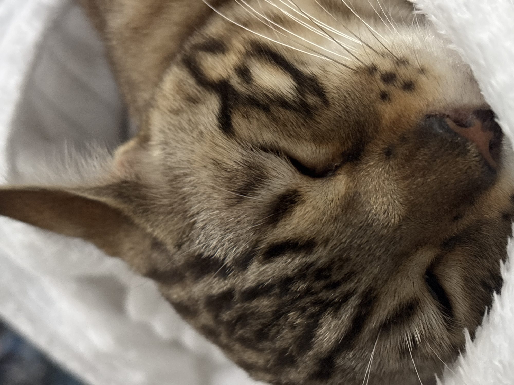 A close-up, eye-level shot shows a sleeping tabby cat. The cat is nestled in a fluffy white blanket. Its eyes are closed, and its ears are perked up. The cat's fur is a mix of brown and black stripes. Its whiskers are long and white. The background is blurred, but it appears to be indoors. The image is taken from a high angle. There is no information about the location in Noviy, Russia.