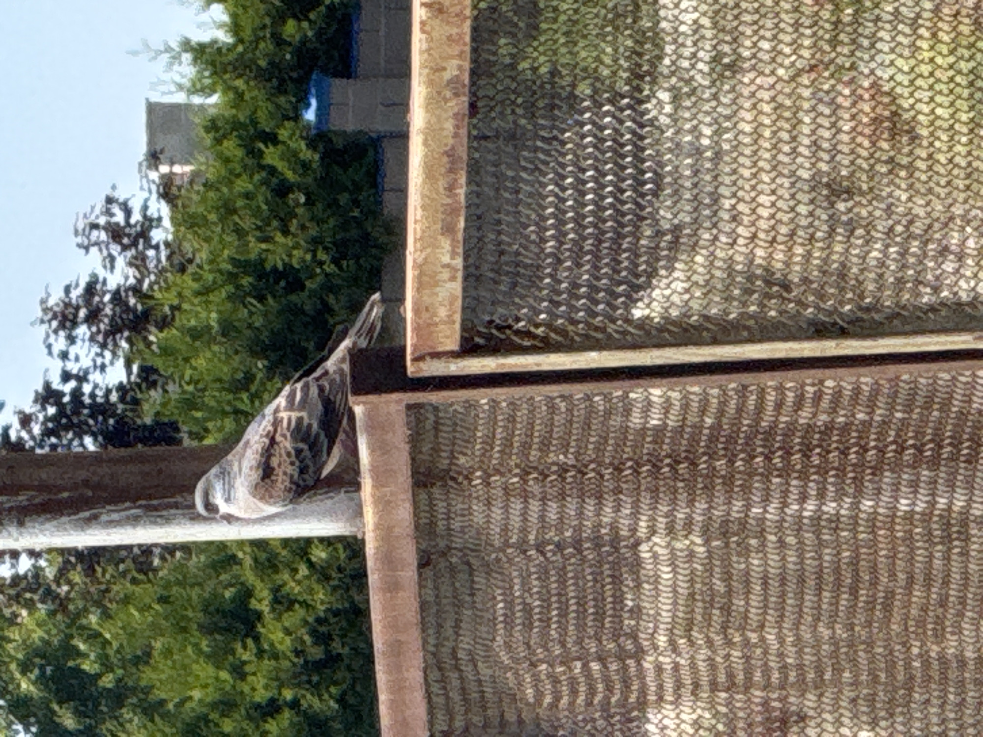 A bird with mottled brown and white plumage is perched on a metallic pole. The bird is facing right, with its head slightly turned to the left. The pole is vertical and appears to be rusty. In the background, there are green trees and a blue sky. The foreground consists of a rusty metal fence with a chain-link pattern. The scene is outdoors, possibly in a park or a yard, with a portion of a building visible in the distance. The location is specified as Koshkol', Kyrgyzstan.