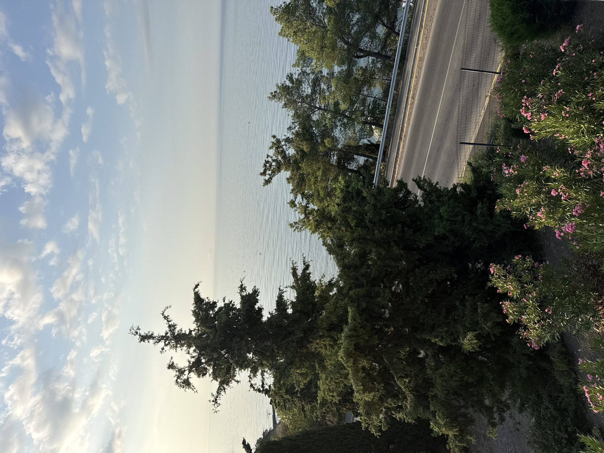 An exterior shot depicts a calm sea meeting a hazy horizon under a sky filled with scattered white clouds. In the foreground, a winding asphalt road with a yellow and white line marking runs horizontally. A metal railing with vertical posts separates the road from a fenced-off area with greenery and bushes adorned with pink flowers. To the left of the road, several large evergreen trees, including a prominent tall, cone-shaped tree with dense branches, dominate the scene. Beyond the road and trees, the vast expanse of the sea stretches out, with a faint outline of land visible in the far distance.