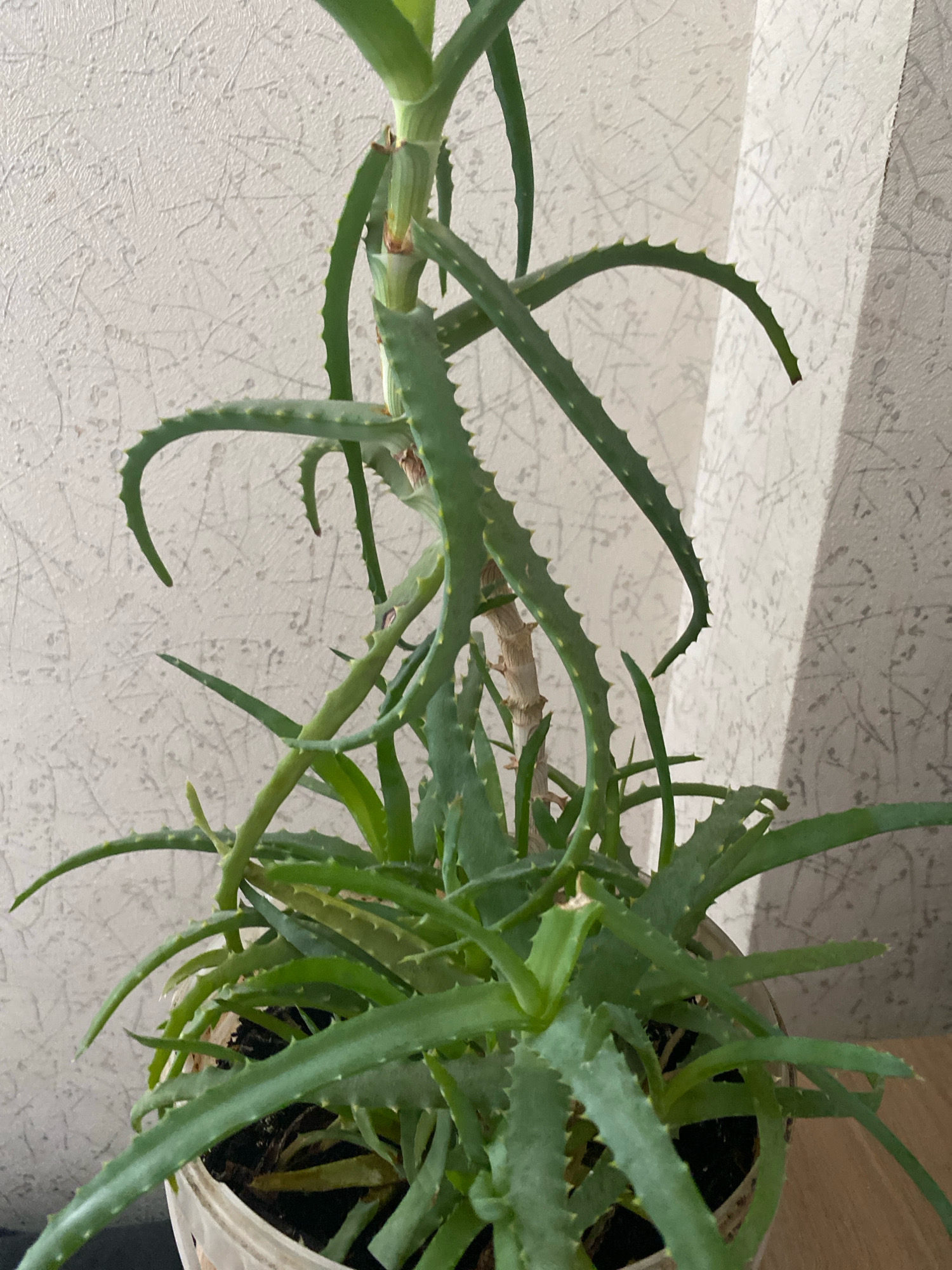 An aloe vera plant in a pot sits on a wooden surface next to a textured, light-colored wall. The plant has numerous green, fleshy leaves with serrated edges, some of which are curved. The plant appears to be healthy, with new growth visible. A shadow from an unseen object falls across the wall to the right of the plant. The image was taken in the city of Shushary, Russia.