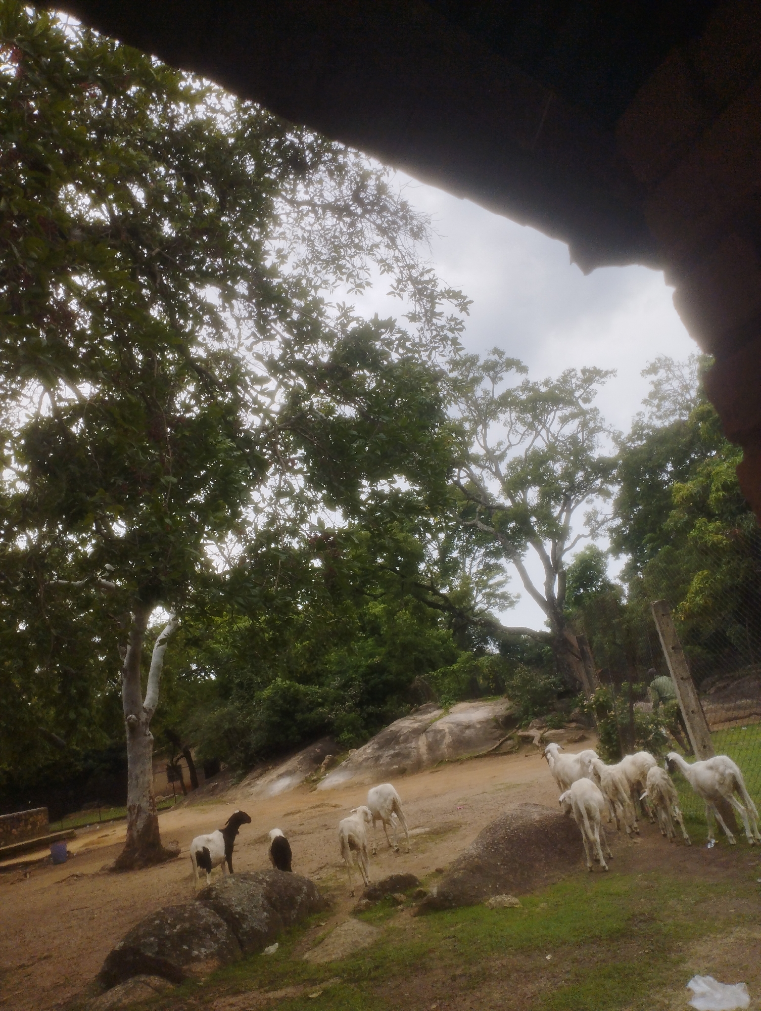 The image depicts a group of goats in an outdoor, rural setting. The goats are of various colors, primarily white and black and white. Some are standing, while others are grazing. In the background, there are trees with lush green foliage and a cloudy sky. There is also a fence visible in the background, suggesting the area might be a farm or a protected enclosure. The ground is covered with dirt and rocks, with some patches of green grass. The overall impression is a natural, peaceful scene. The image does not contain any recognizable landmarks or features that would allow for specific identification of the location within the city of Jos, Nigeria.