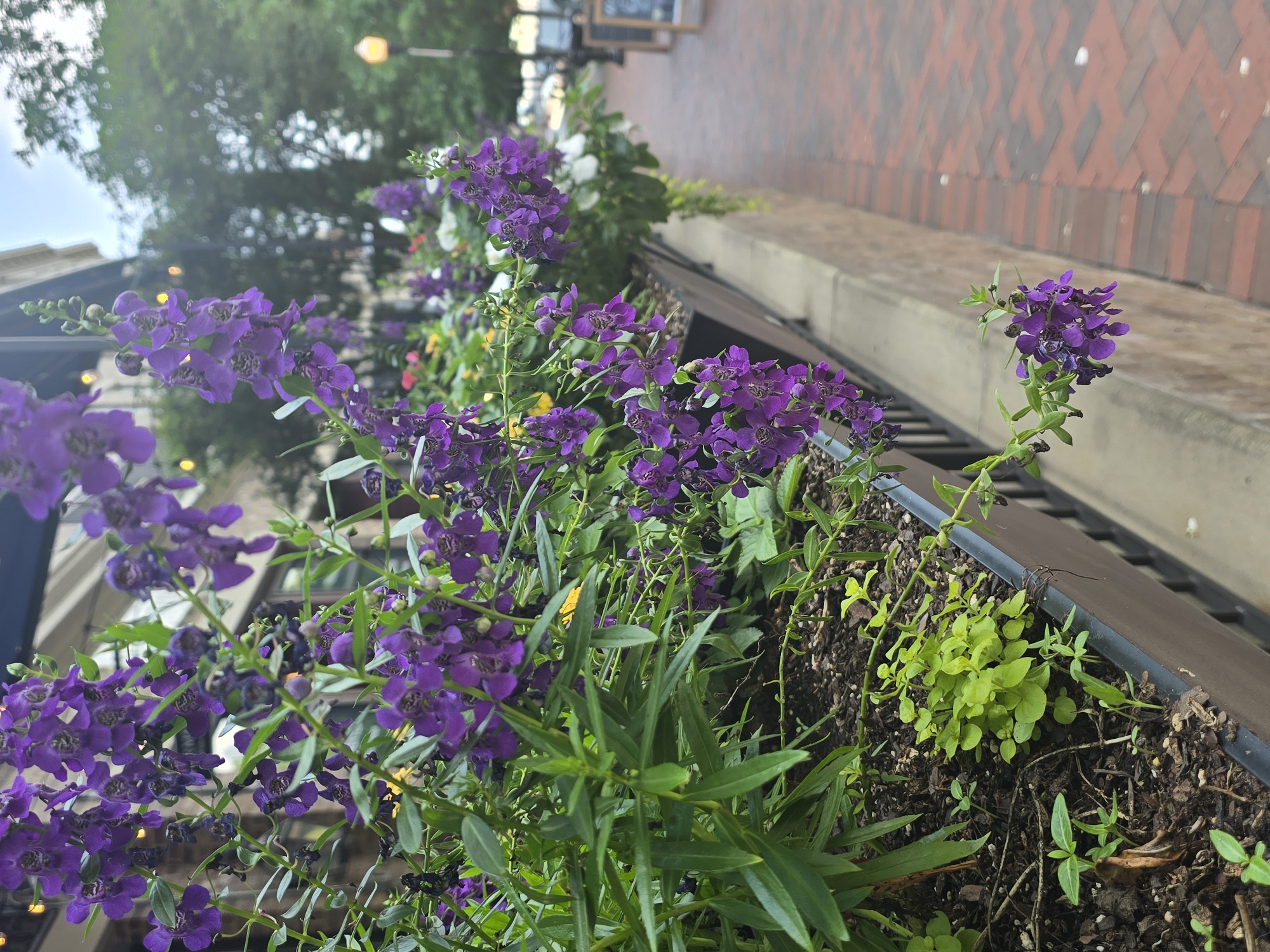 A close-up, eye-level shot captures a planter box overflowing with purple flowers, likely Angelonia, in Alpharetta, Georgia. The flowers, with their delicate, tubular petals, cascade downwards, their vibrant color contrasting with the muted tones of the surrounding environment. To the right of the planter, a red brick sidewalk stretches into the background, its pattern interrupted by scattered white petals. In the distance, trees with lush green foliage provide a backdrop, their branches partially obscuring a street lamp with a warm, orange glow. The scene suggests a public space, possibly a street or plaza, where the planter box has been placed to enhance the urban landscape with natural beauty. The image does not contain any individuals, and the focus is solely on the floral display and its immediate surroundings.