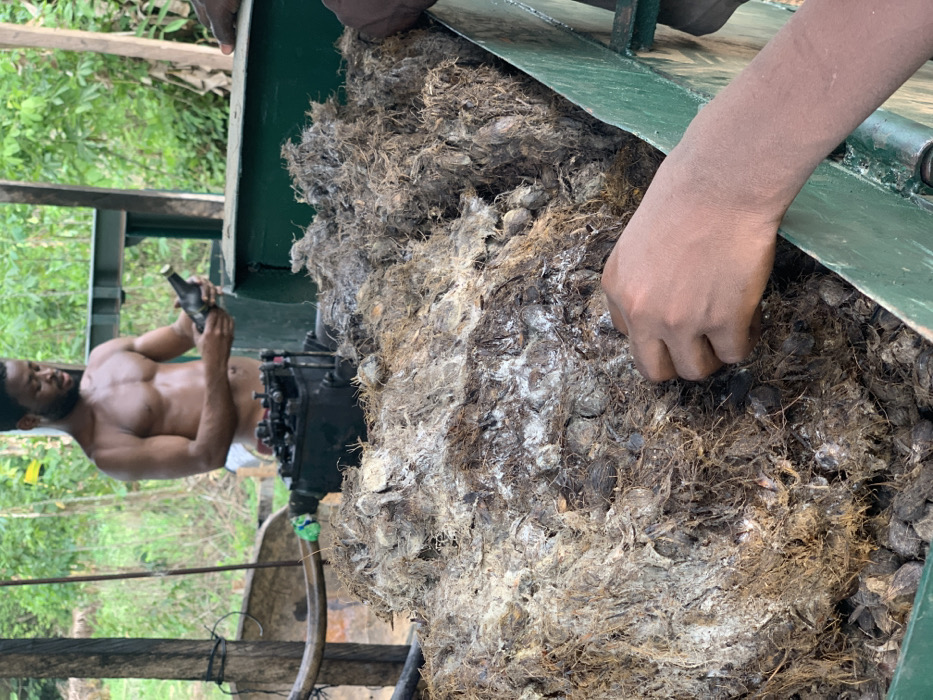 The image shows a pile of palm fiber, which is being examined by a person. There are many palm nuts mixed in with the fiber. The person is reaching into the pile with their hand, seemingly checking the quality of the fiber. The background shows a partially clothed man, likely working with the palm fiber, and a lush, green forest. The location is likely Egbeda, Nigeria.