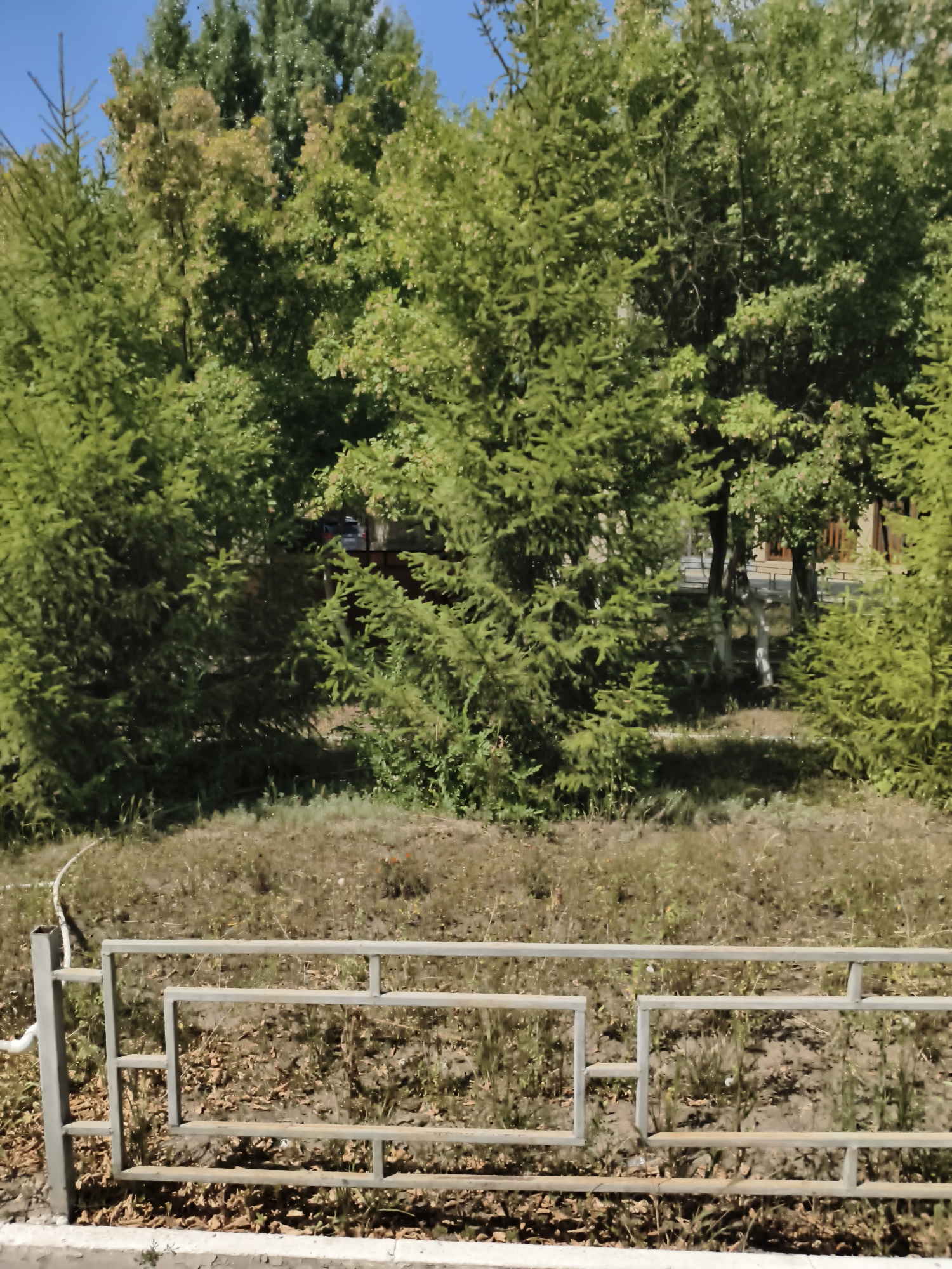 The image depicts a patch of dry, grassy ground bordered by a metal fence in the foreground. Behind the fence, a dense collection of green trees, some appearing to be evergreen with a lighter green hue on the right, forms a natural backdrop. The trees vary in height and density, with some smaller, younger trees mixed with larger, mature ones. The ground in front of the trees is mostly covered in dry, brown grass and fallen leaves, with scattered patches of green vegetation. Sunlight filters through the leaves, creating dappled shadows. In the far background, through a gap in the trees, a building with a brick facade is partially visible, along with what appears to be a section of a white railing or fence and possibly a parked vehicle. The sky above is a clear, bright blue. This scene is characteristic of an outdoor urban environment, possibly a park or a landscaped area in the city of Aktobe, Kazakhstan, given its typically continental climate which results in dry summers and distinct seasons. There are no people or animals visible in the image.