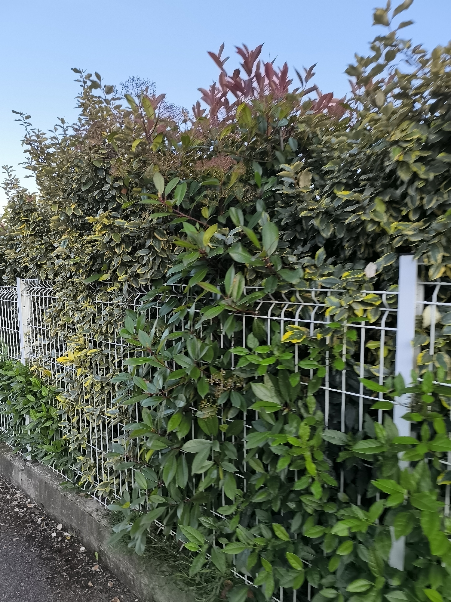 The image shows a section of a white wire fence bordering a concrete curb. On the other side of the fence is a dense hedge consisting of different types of bushes with green and variegated foliage. One bush species has new growth displaying red leaves. The sky is visible at the top of the image and appears to be a clear blue. The location is in Pélussin, France.