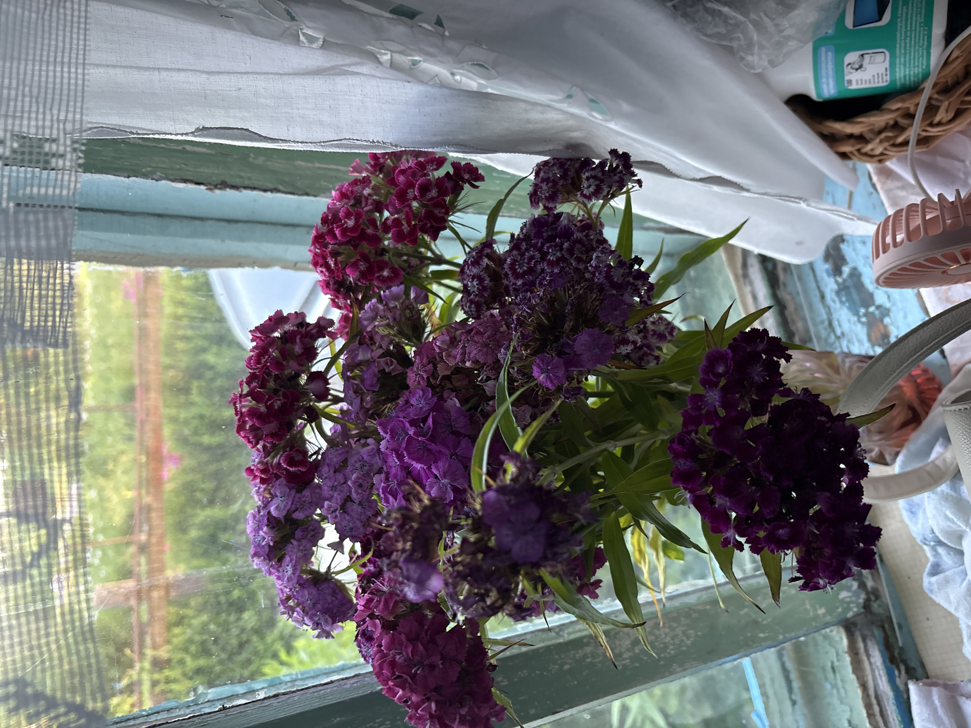 A close-up, eye-level shot captures a bouquet of vibrant purple and magenta carnations arranged in a glass vase, positioned on a windowsill. The flowers, some appearing slightly wilted, are illuminated by natural light filtering through the window. Through the grimy, green-painted wooden window frame, a blurred outdoor scene is visible, suggesting a rural setting. A sheer white curtain, partially drawn to the right, adds a soft texture to the composition, partially obscuring a woven basket containing a white spray bottle and a small pink fan. The overall atmosphere is one of domestic simplicity.