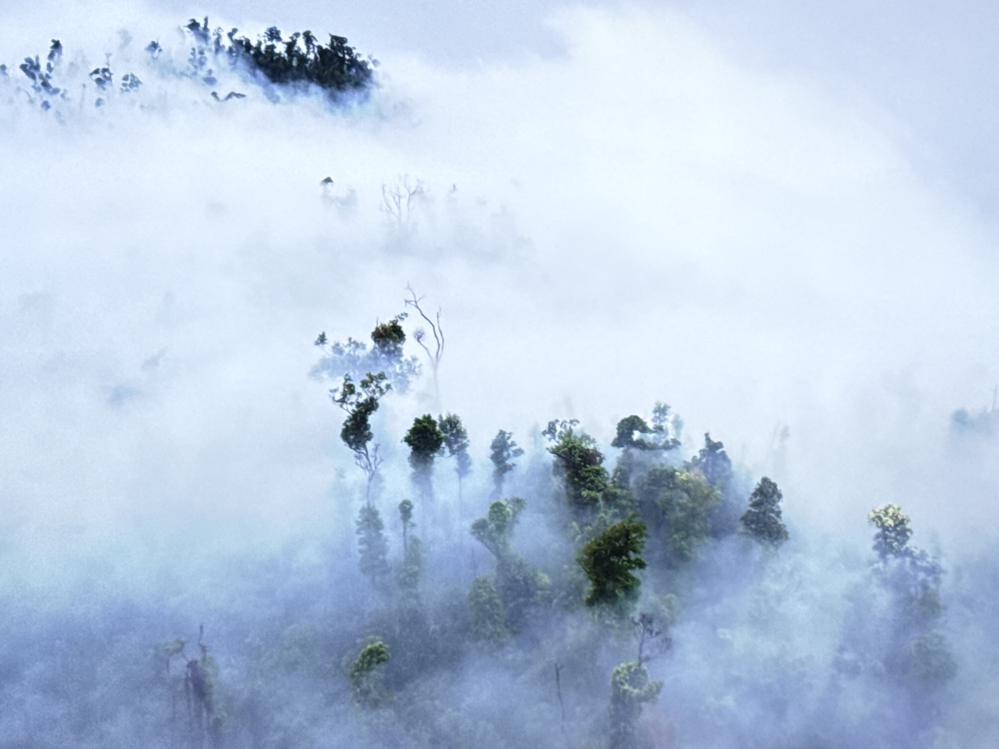 The image depicts a misty, ethereal forest landscape. The dominant colors are shades of blue and white, with dark green vegetation peeking through the fog. The trees appear lush and dense in some areas, while in others, they are sparse and skeletal, their branches reaching out like bare fingers. The fog is thick, creating a sense of depth and mystery, and obscuring much of the detail. There are no people or man-made structures visible. The overall impression is one of a remote, untouched natural environment. This scene is not located in Burgas, Bulgaria.