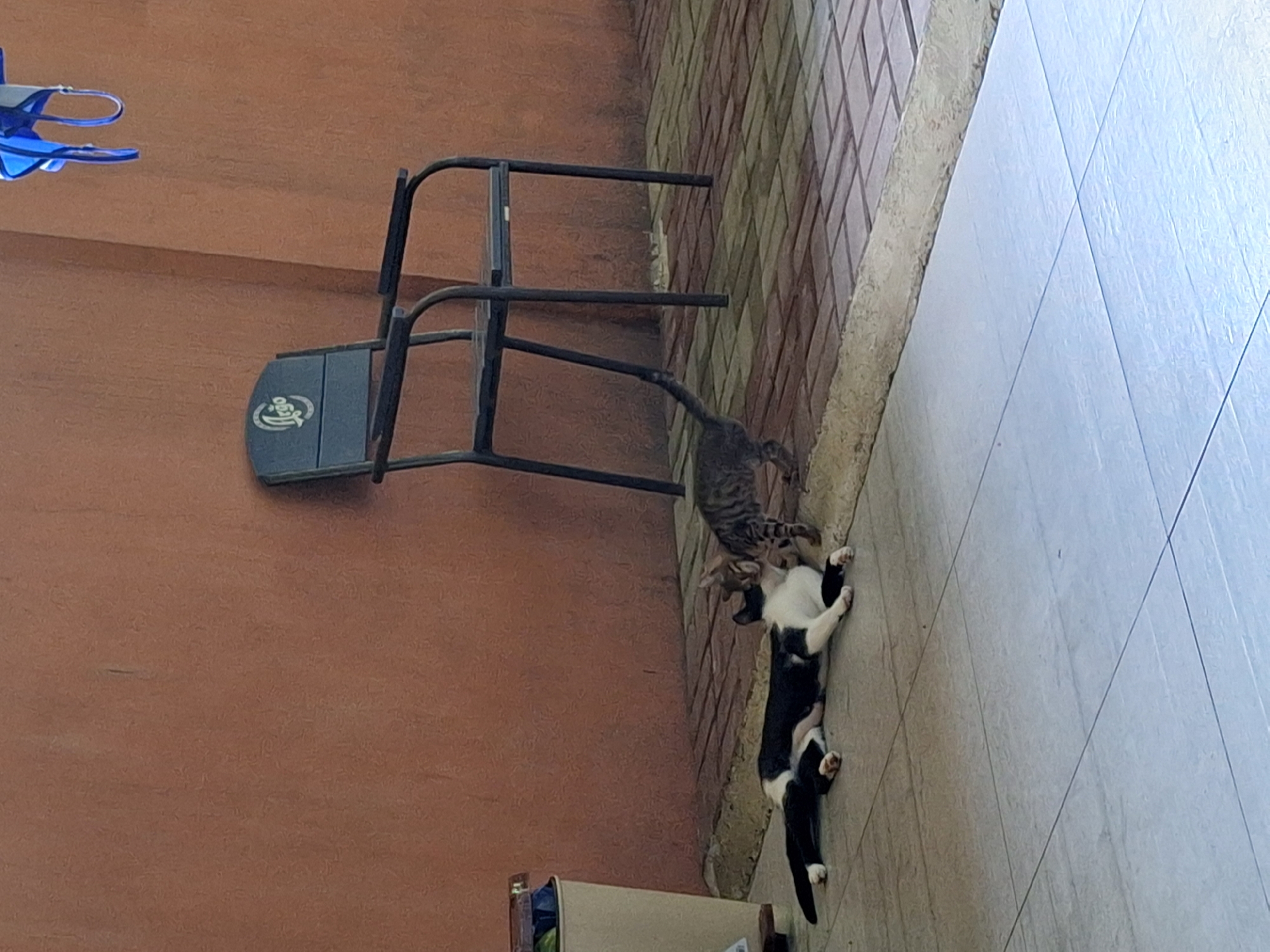 Two cats are interacting on a tiled patio in front of a terracotta-colored wall. One cat is black and white, lying on its side with its legs extended. The other cat is a tabby, standing and appearing to nuzzle or groom the black and white cat. Behind the cats, a dark metal chair with armrests is positioned against the wall. A blue garment is hanging from an unseen hook above and to the right of the chair. To the left of the cats, a portion of a light-colored trash can is visible. The patio floor is a mix of square tiles and brick pavers. The environment suggests an outdoor setting, possibly a backyard or patio area in Kobuleti, Georgia.