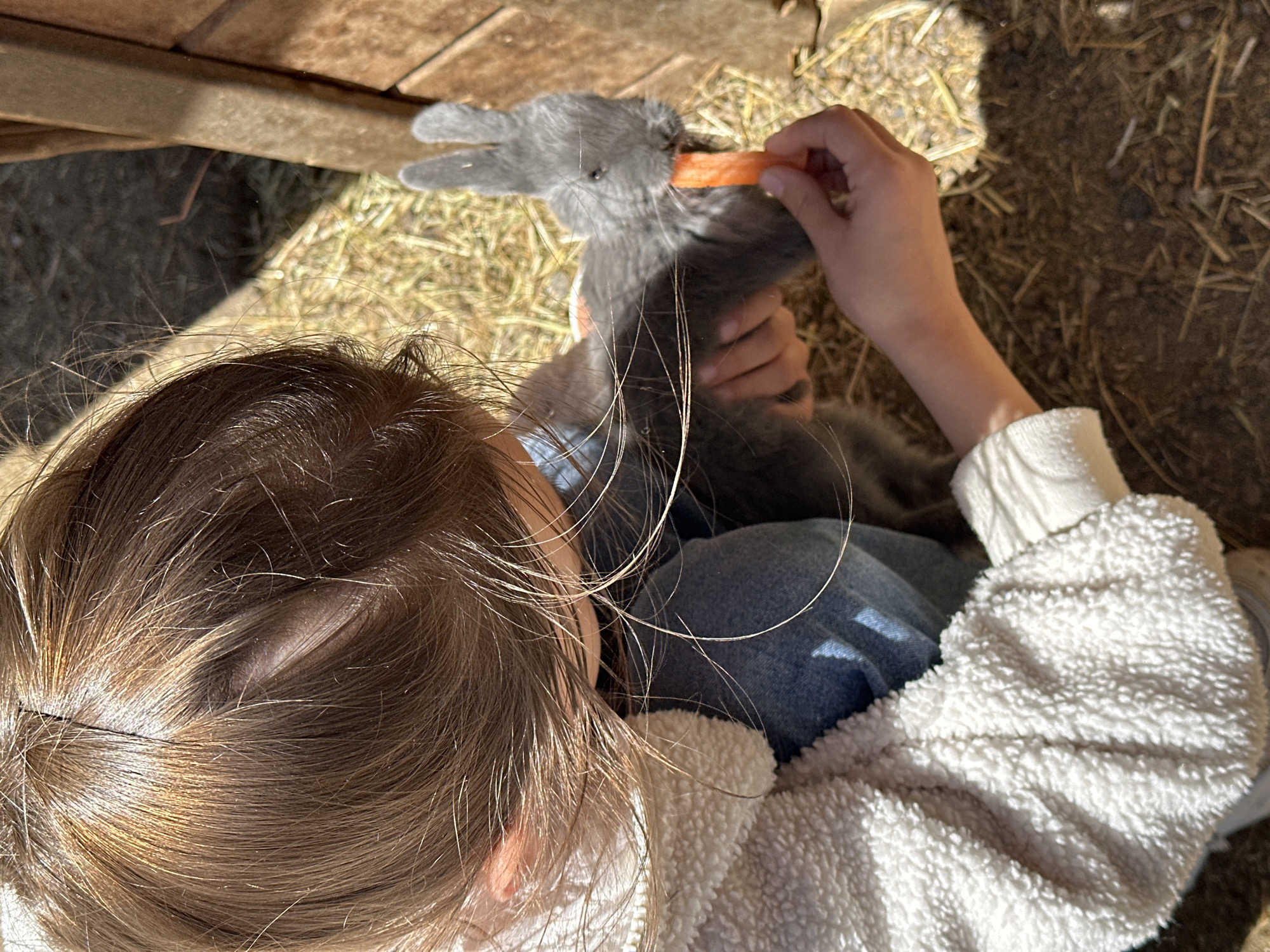 An overhead, close-up shot captures a young person with brown hair wearing a fluffy white jacket feeding a grey rabbit a piece of carrot. The child is positioned on the left side of the frame, with their head bowed towards the rabbit, which is on the right. The rabbit is nibbling on the carrot held by the child's hand. The background consists of dry straw and dirt, with a wooden structure visible on the far right. The image is brightly lit by sunlight, casting shadows across the scene. The location is not specified in Terskol, Russia.