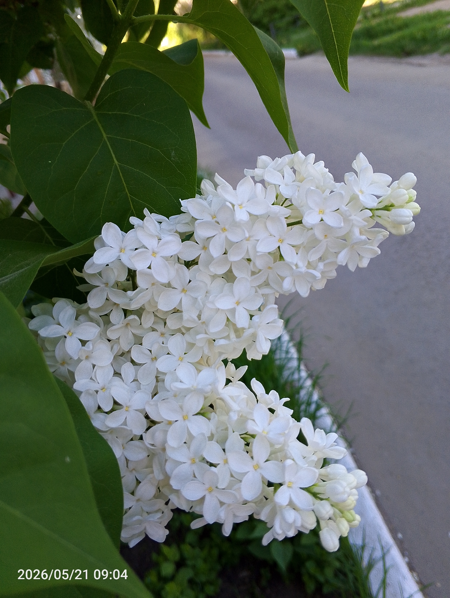 A close-up shot depicts a cluster of white lilac flowers in bloom, nestled amongst green leaves. The scene appears to be in an outdoor setting, possibly a garden or park area in the city of Chaikovsky, Russia, though specific landmarks are not visible. The time-stamp indicates the photo was taken on May 21, 2026, at 09:04. Background details are blurred, showing glimpses of what seems to be a sidewalk or paved area. There are no people visible in the image.