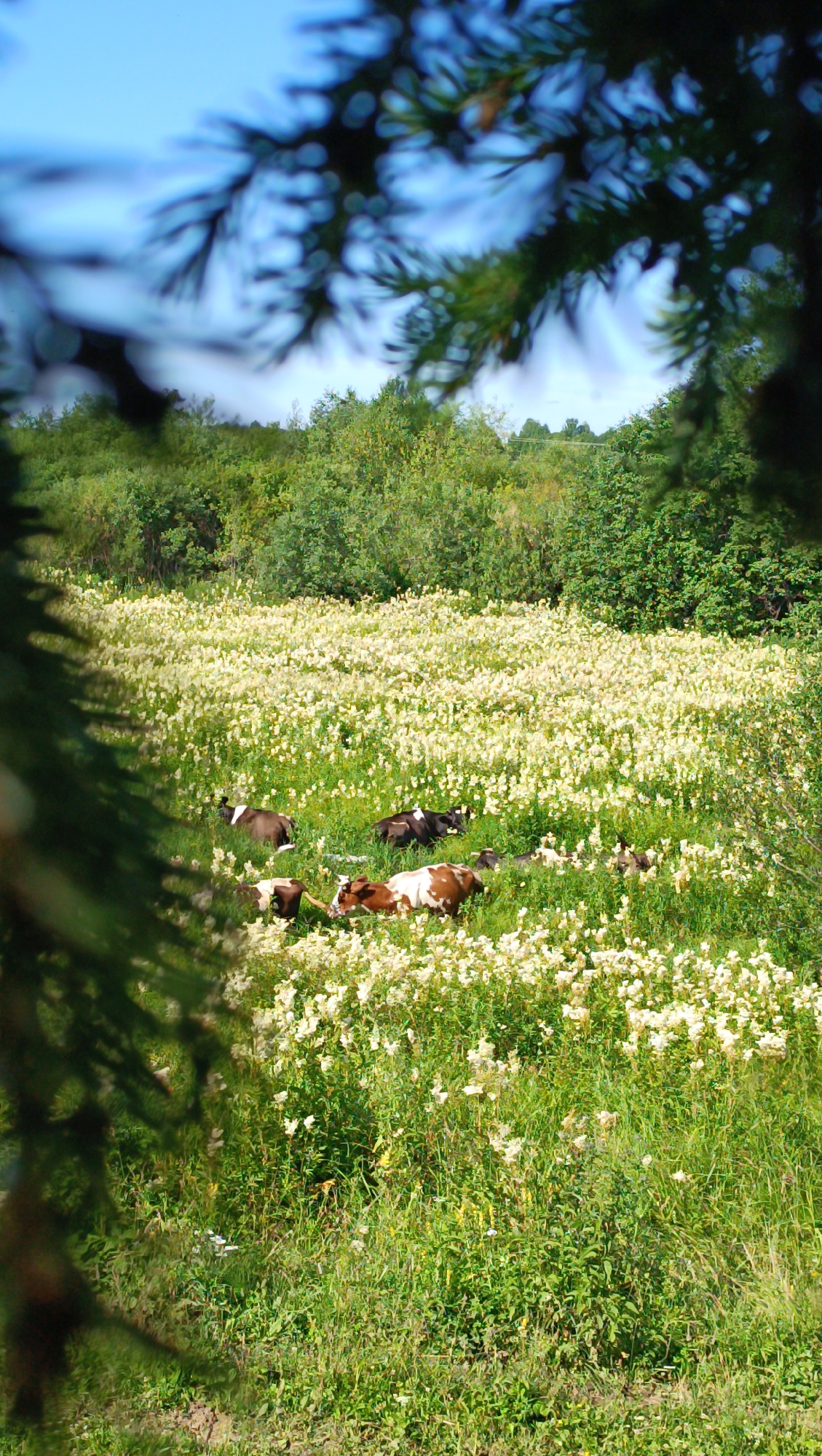 The image shows a field of white wildflowers under a bright blue sky. In the middle of the field, several cows are lying down and grazing. Some of the cows are brown and white, while others are black and white. The field is surrounded by lush green trees. The image is framed by the dark green branches of a pine tree in the foreground, which are out of focus. There is no indication of the city of Karsha, Russia, in the image.