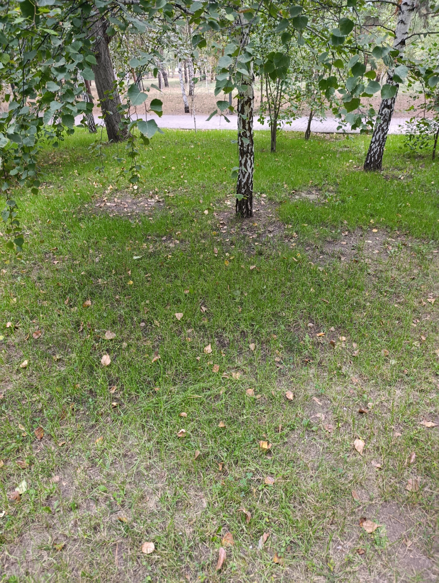 The image depicts a park area with a paved pathway in the background. Several birch trees with distinctive black and white bark are visible, along with other deciduous trees with green leaves. The ground is covered with short green grass and scattered fallen leaves, indicating an autumn setting. The overall impression is that of a tranquil, natural environment within an urban park. This scene is consistent with the parks found in Kostanay, Kazakhstan, which feature a mix of birch and other trees, grassy areas, and walking paths.