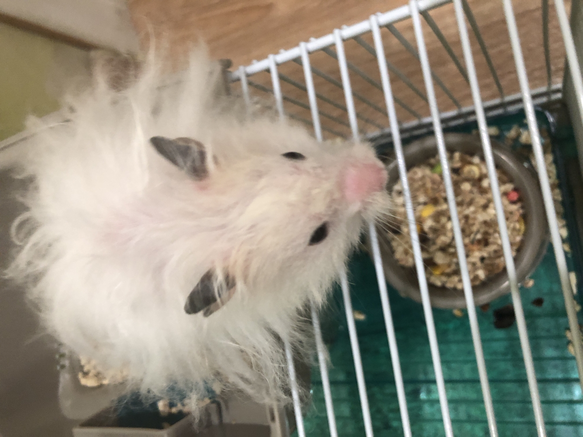 The image shows a fluffy, white hamster with black ears and small black eyes, partially visible in a pet cage. The hamster is looking downwards towards a food bowl filled with seed mix. The cage has white bars and a green plastic base. The background appears to be a wooden surface. No information is available about the location of this image in the city of Solikamsk, Russia.