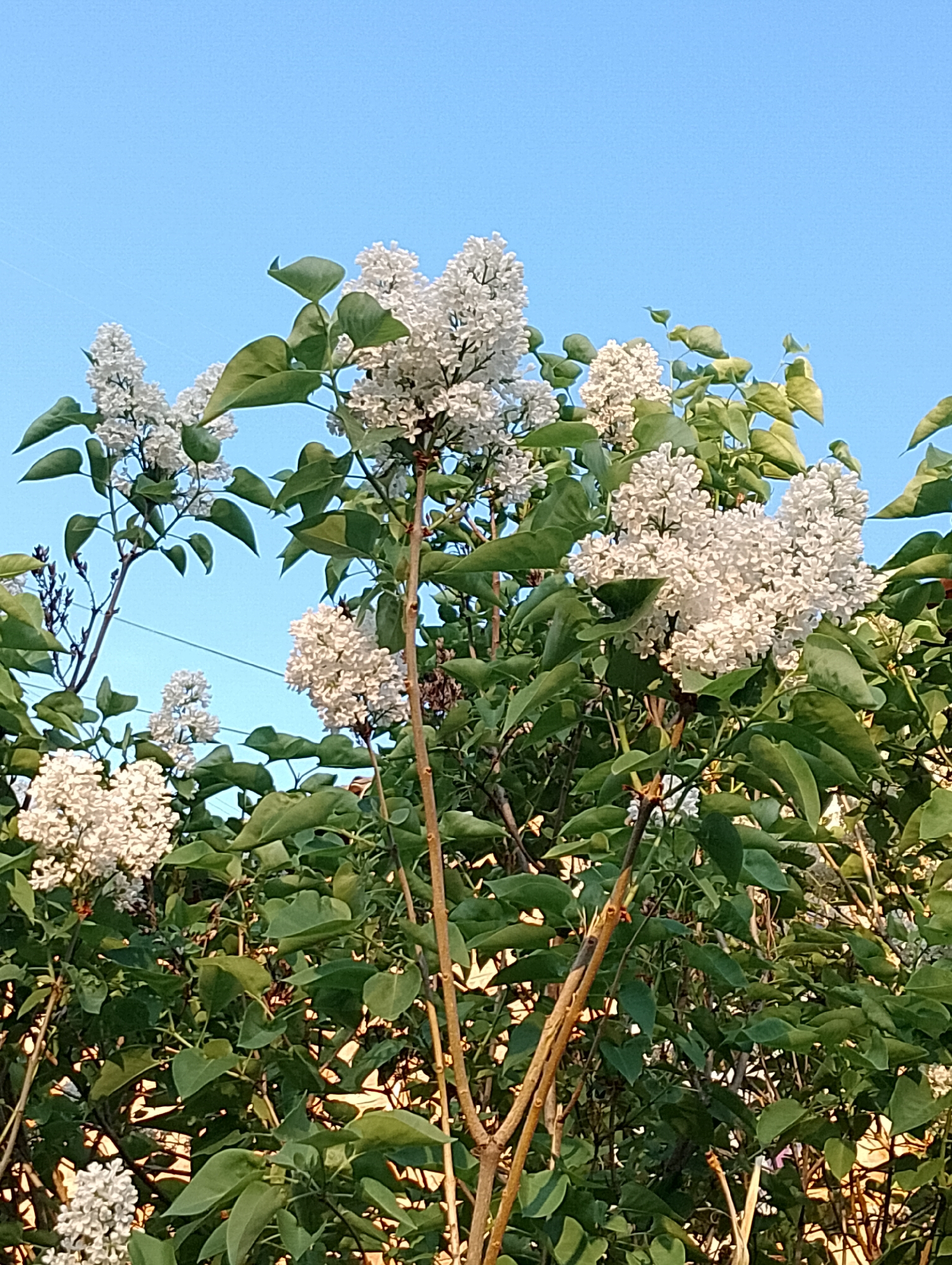 The image shows a cluster of white lilac flowers in bloom against a clear blue sky. The lilac bush is full of green leaves, and several brown stems are visible. The location is likely an outdoor setting, such as a garden or park. The city is unknown.