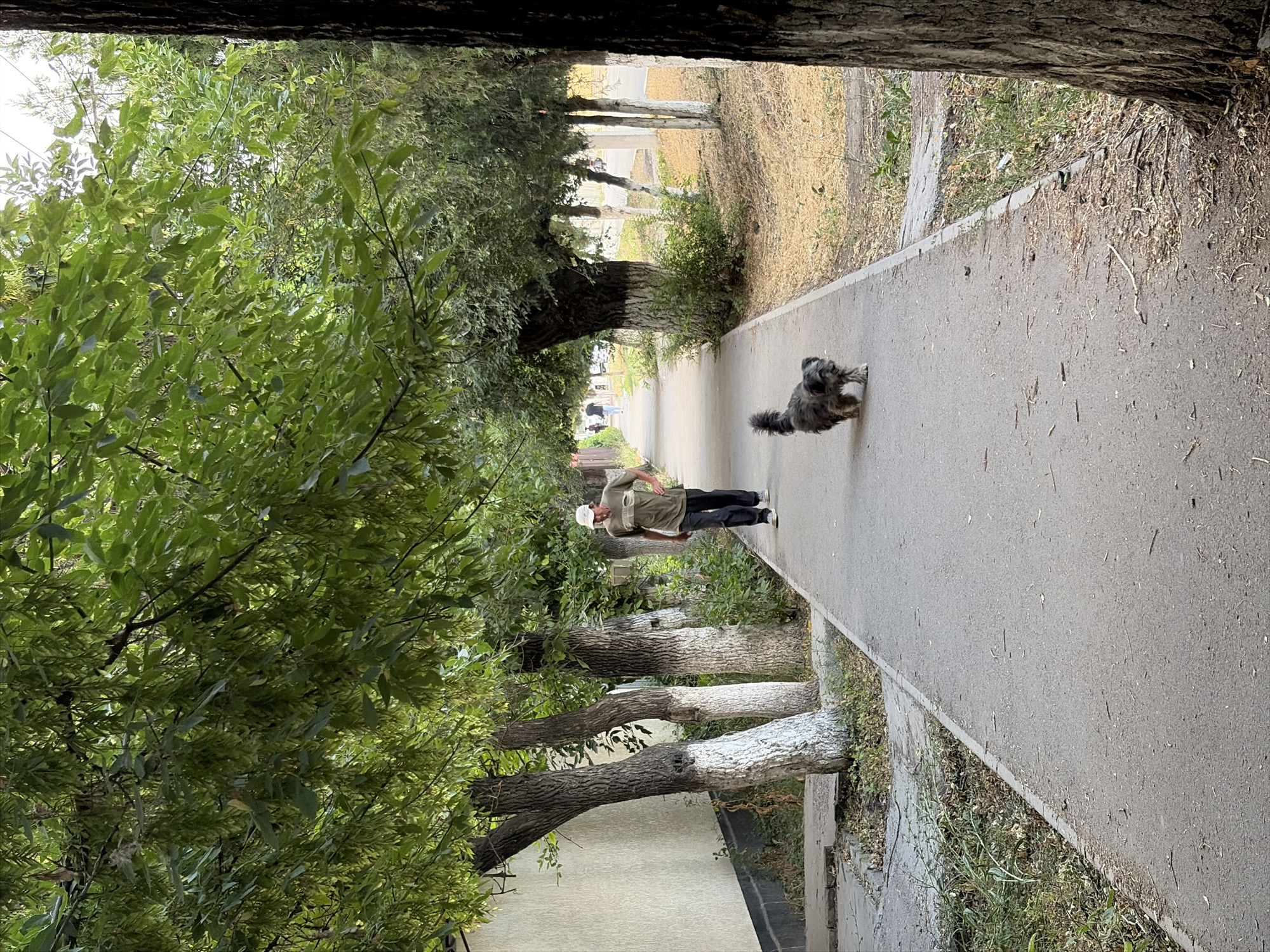 A person is walking down a paved path lined with trees on both sides. The trees are lush and green, with some of their trunks whitewashed. The path appears to be in a park or residential area. A small, fluffy dog is walking ahead of the person on the path. The person is wearing a light-colored hat, a greenish-brown shirt, and dark pants. The overall scene suggests a pleasant, casual walk on a clear day. The light suggests it is daytime. The whitewashed tree trunks are a common sight in many parts of Kyrgyzstan, often done to protect them from pests and the sun.