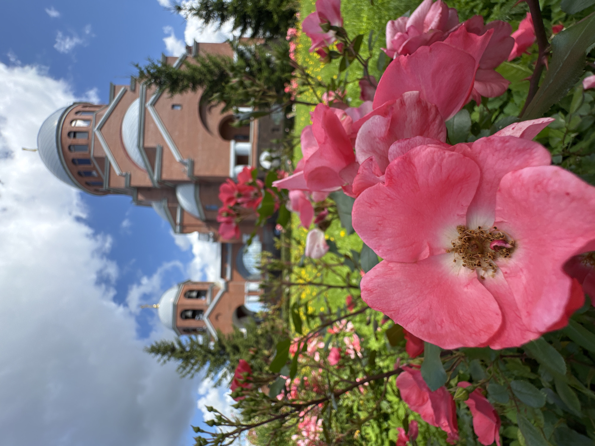 A low-angle, medium shot captures a vibrant pink rose in the foreground, its petals slightly unfurled, revealing a detailed center. Behind the rose, a lush green lawn is dotted with small yellow flowers. In the background, a large brick church with a grey domed roof stands prominently under a bright blue sky with scattered white clouds. Two evergreen trees are positioned on either side of the church. The scene appears to be set in a park or garden area adjacent to the church, which is located in the city of Sinyavino, Russia. No people or animals are visible in the frame.