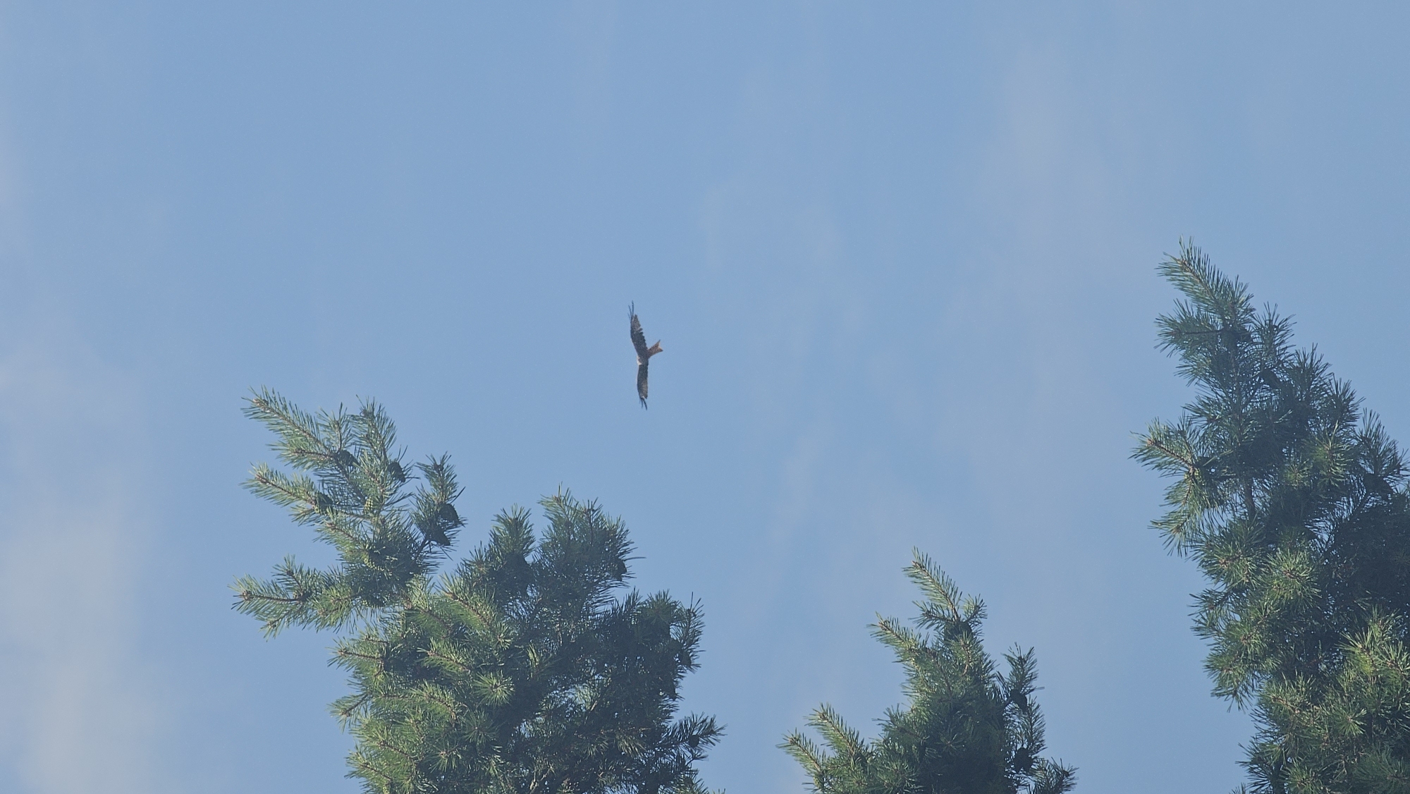 In Roßleben, Germany, a bird of prey, possibly a red kite, is captured mid-flight against a clear blue sky. Its wings are spread wide, showcasing its wingspan as it soars through the air. The bird's plumage appears to be a mixture of brown and reddish-brown hues. In the foreground, the branches of a pine tree frame the scene on the left side and bottom of the image. The needles of the pine tree are a vibrant green, contrasting with the soft blue of the sky. Wispy white clouds are faintly visible in the distance, adding a subtle texture to the expansive sky. The lighting suggests it is daytime, with the sun likely positioned high in the sky, casting a gentle illumination on the scene.
