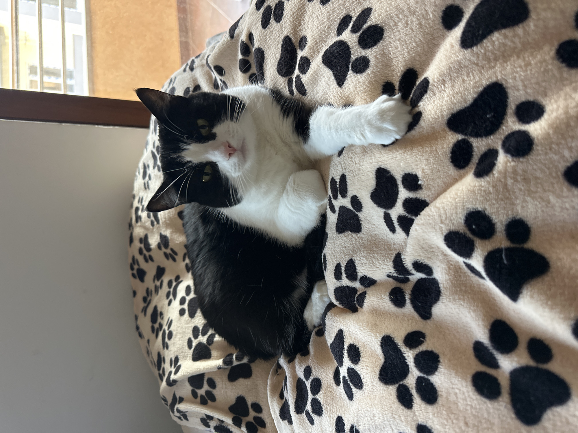 A black and white cat is depicted lying comfortably on a beige blanket or pet bed adorned with black paw print patterns. The cat, predominantly black, features a white chest, white front paws, and a white facial marking that covers its muzzle and extends between its green eyes. Its white whiskers are clearly visible. The cat is positioned on its side, with its head slightly tilted, looking directly towards the camera with a calm and relaxed expression. One of its white front paws is extended onto the patterned fabric.
The background reveals a window, allowing natural light to illuminate the indoor scene. A wooden window frame or ledge is also visible, suggesting a cozy spot near a window in a home. The bright light indicates it is daytime. The image captures a serene moment of the cat resting. The location is Budva, Montenegro. No text is visible in the image.