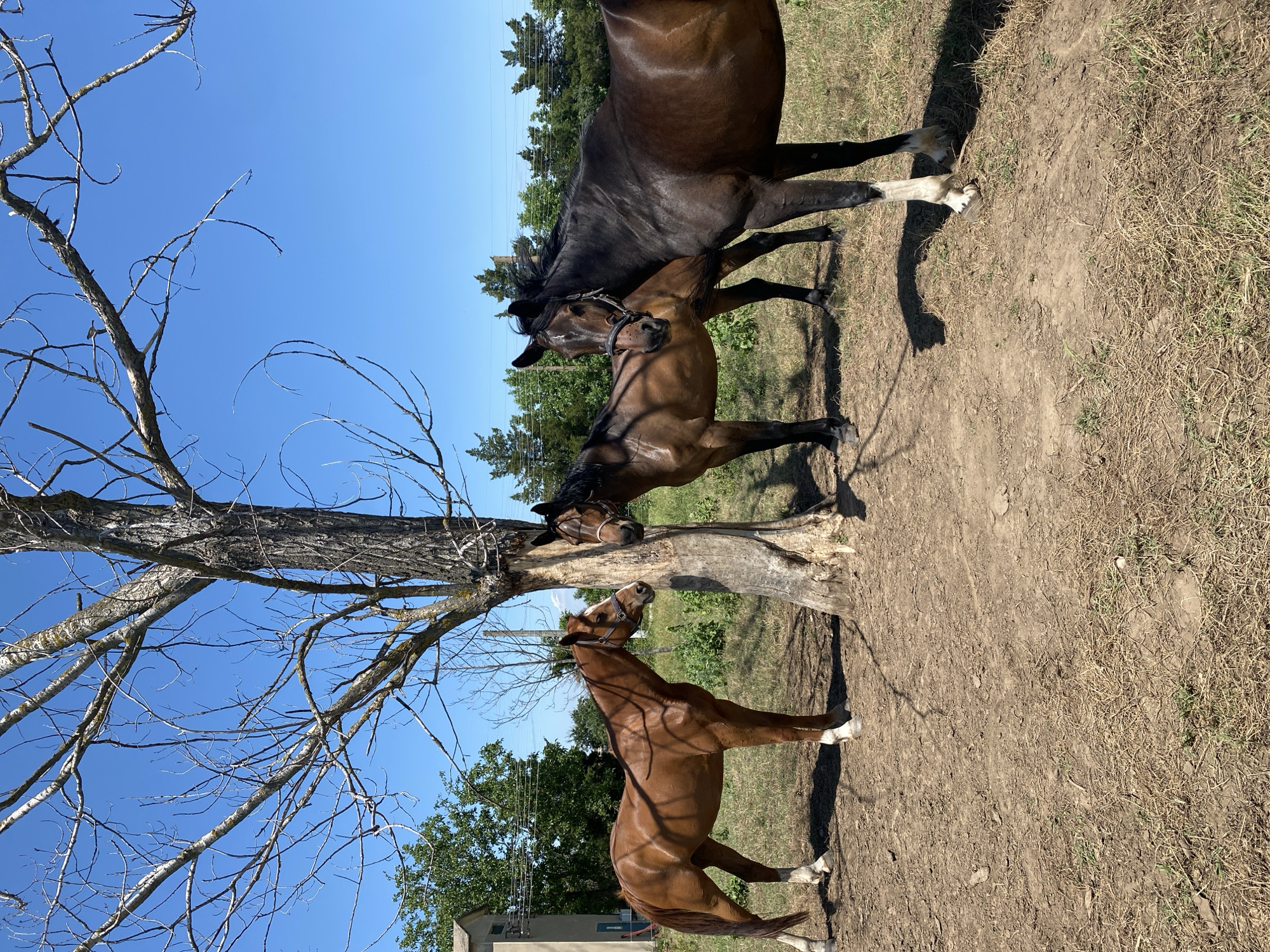 This image, captured in Slavovitsa, Bulgaria, depicts three domestic horses standing near the base of a large, bare deciduous tree on a sunny day. The sky is clear and vivid blue, indicating fair weather. Strong, direct sunlight illuminates the scene, casting distinct shadows.
The leftmost horse is a chestnut or bay, characterized by a reddish-brown coat, a white blaze on its face, and white stockings on all four legs. It wears a light brown halter and stands facing right, with its head slightly turned towards the tree trunk. Its musculature is visible due to the direct lighting.
The middle horse, a bay, has a darker brown body, black mane, tail, and lower legs. It wears a dark halter and is positioned directly behind the tree trunk, with its head in close proximity to the bark, facing left. Its body is partially obscured by the tree.
The rightmost horse is dark bay or black, featuring a white blaze on its face and a white stocking on its right front leg. It wears a dark halter and stands facing left, looking towards the viewer. Its body is a mix of direct illumination and shadow.
The central object is a substantial, bare tree with rough, greyish-brown bark and numerous leafless branches extending into the sky. The horses are clustered around its base.
The ground consists primarily of dry, light brown soil with scattered patches of sparse, dry green and yellow grass. Exposed roots are visible around the tree's base.
In the background, to the left, a portion of a light-colored building with a dark roofline is visible. Further back, a line of green deciduous and coniferous trees forms a dense horizon, with faint indications of utility lines running above them. No human figures are present in the scene. The horses appear calm and stationary.