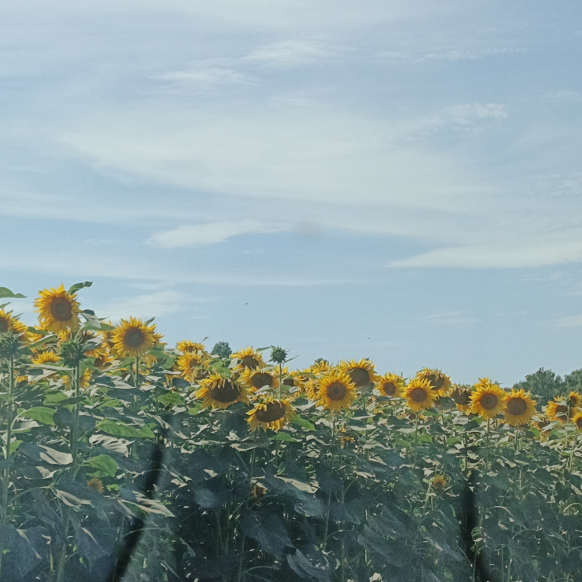The image depicts a field of sunflowers under a bright blue sky with scattered white clouds. The sunflowers are in full bloom, with their characteristic yellow petals and dark centers, and they stretch across the lower half of the frame. Their large green leaves and tall stalks form a dense, textured carpet. The field appears to be located in the vicinity of Тугустемир, Russia, given the context of the prompt, although no specific landmarks are visible to confirm this. The lighting suggests it is daytime, likely during the warmer months when sunflowers are in season. There are no people or animals visible in the image. The scene is natural and rural, characterized by the expansive agricultural landscape.