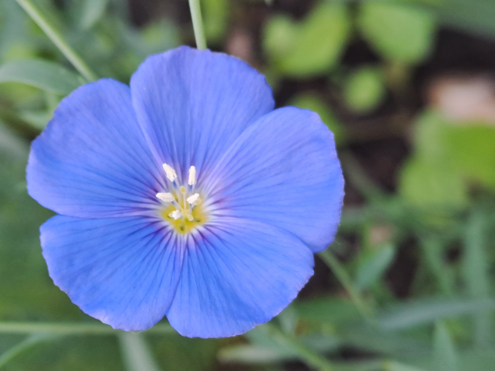 The image presents a close-up, high-detail photograph of a single blue flower, likely a flax blossom, positioned prominently in the center-left of the frame. The flower features five delicate, cerulean blue petals with subtle, darker veins radiating from its core. At the center of the bloom is a cluster of short, bright yellow and white stamens, forming a distinct focal point.
The background is composed of soft, out-of-focus green foliage and hints of darker, blurred elements, suggesting a natural outdoor environment such as a garden or field. The shallow depth of field effectively isolates the flower, making it the sole sharp subject and emphasizing its vibrant color and intricate structure. Natural daylight illuminates the scene, highlighting the flower's freshness. No specific activity or event is taking place; the image captures a moment of natural beauty. There are no discernible time-of-day cues beyond general daylight, and no specific weather conditions can be inferred. No text is visible within the image. The scene is presented without any explicit geographical markers, though the context provided indicates it is from Yalga, Russia.