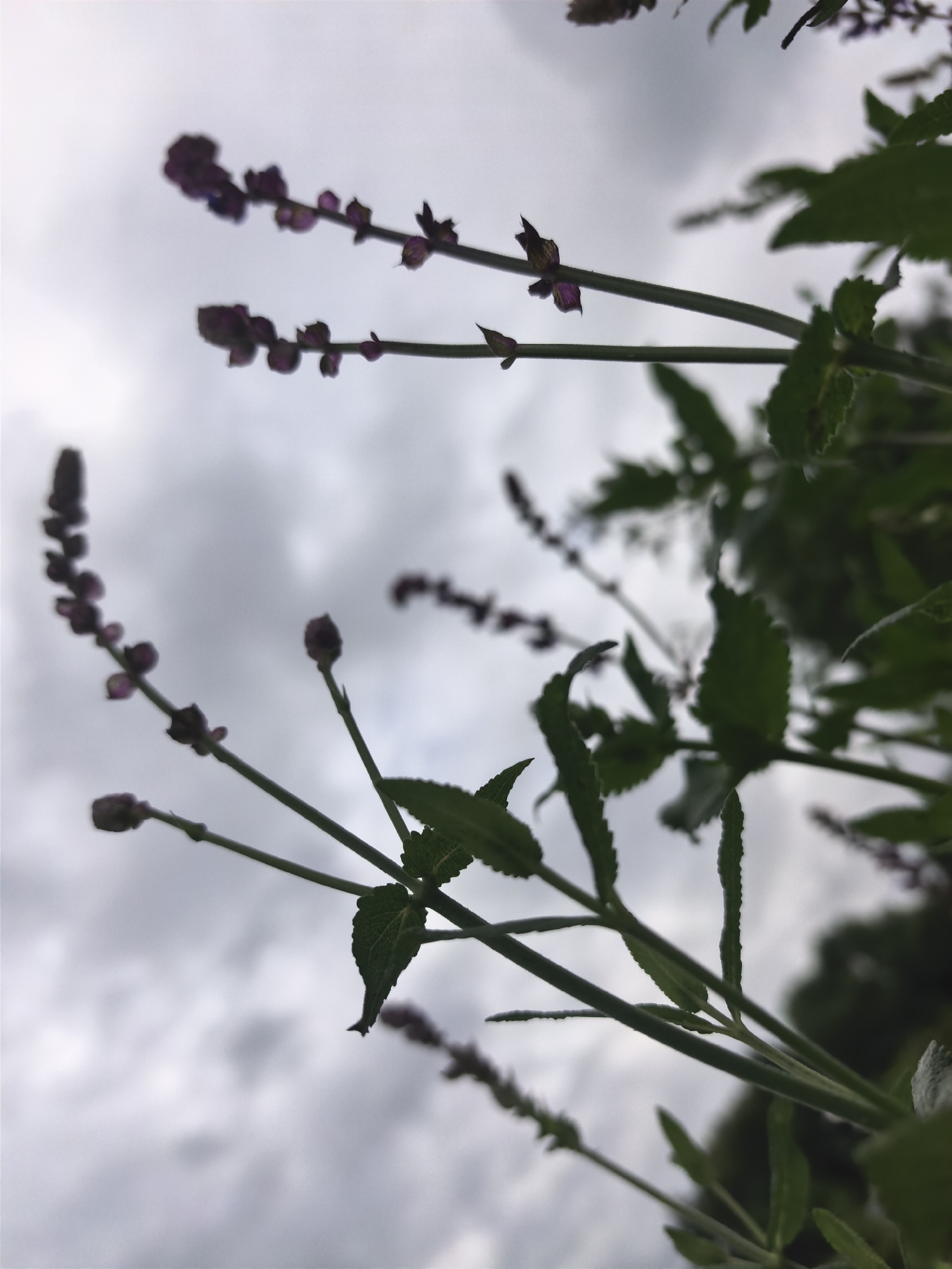 The image captures a close-up view of a flowering plant with small, dark purple blossoms and green leaves. The perspective is looking upwards towards a cloudy sky. The plant's stems are thin and green, with delicate flower spikes emerging from them. Some of the blossoms appear to be buds, while others are more open. The leaves are elongated with serrated edges.
The setting is outdoors, as indicated by the natural lighting and the cloudy sky. The time of day is likely daytime, given the visible light. The weather appears overcast. While the specific location cues are limited, the provided context places the scene in Sergeevo, Russia. No people or explicit activities are depicted. The overall mood is somewhat subdued, possibly due to the overcast sky and the focus on the natural details of the plant. There is no visible text in the image.